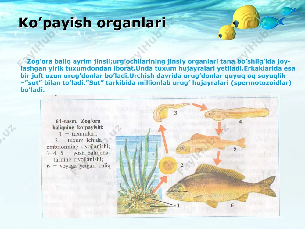 rning nasliga g’amxo’rlik qilish instinktini juftlab yozing 3.erkak baliqlar tuxumlari va baliqchalarini og’zida olib yuradi 1.erkak baliqlar uya yasaydi. 2.tuxumlarini xaltasida olib yuradi tasdiqlovchi javoblar: 1 b 2 b juftlab yozish javoblari: a-3,b-1,d-2. a.tilyapiya b.tikanbaliq d.dengiz otchasi e’tiboringiz uchun rahmat !!! thank you spasibo za vnimaniyu zoologiya 7-sinf logo thank you! www.themegallery.com 1525r-29447 1525r-29447