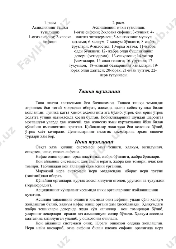 evori (ektoderma); 13-oshqozoni; 14-jigar o'simtalari; 15-anal teshigi; 16-urug'don; 17-tuxumdon; 18-jinsiy bezlarining kanallari; 19-yurak oldi xaltasi; 20-yurak; 21-ichak tutgich; 22-nerv tugunchasi. tashqi tuzilishi tana shakli xaltasimon yoki bochkasimon. tanasi tashqi tomondan dirildoq yoki tog'ay moddadan iborat, alohida qalin qobiq-tunika bilan qoplangan. tunika katta himoya ahamiyatiga ega bo'lib, o'troq yoki yarim o'troq holatga o'tishi natijasida hosil bo'lgan. qobiqlilarning shunday sharoitga moslashuvi ularda ham jinsiy, ham jinssiz ya'ni kurtaklanish yo'li bilan ko'payish imkoniyatini yaratgan. qobiqlilar yakka-yakka yoki koloniya bo'lib, o'troq hayot kechiradi. dengizlarning pelagik qismlarida erkin yashovchi turlari ham bor. ichki tuzilishi ovqat hazm qilish: sistemasi og'iz teshigi, halqum, qizilungach, oshqozon, ichak, kloaka sifoni. nafas olish organi: orqa plastinka, jabra bo'shlig'i, jabra yoriqlari. qon aylanish sistemasi: xaltachali yuragi, jabra qon tomiri, ichak qon tomiri. tablitsadan qon aylanish sxemasini o'rganish. markaziy nerv sistemasi nerv moddasidan iborat nerv tuguni (gangliy)dan iborat. ko'payish organlari: kurtak hosil qiluvchi stolon, urug'don va tuxumdon (germofradit). astsidiyaning ko'ndalang kesimida ichki …