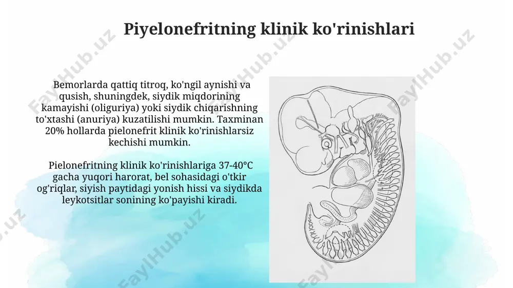 buyrak klirensi - Page 3
