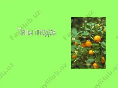 plohodlar turlari — PPT