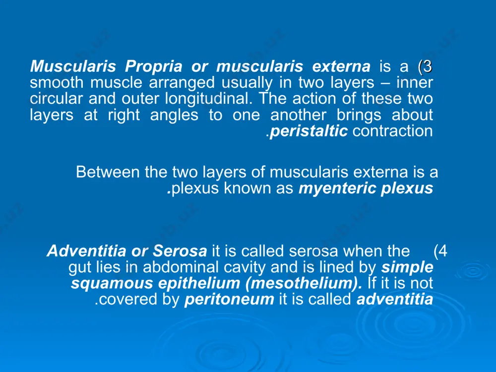 histology of the digestive system - Page 4