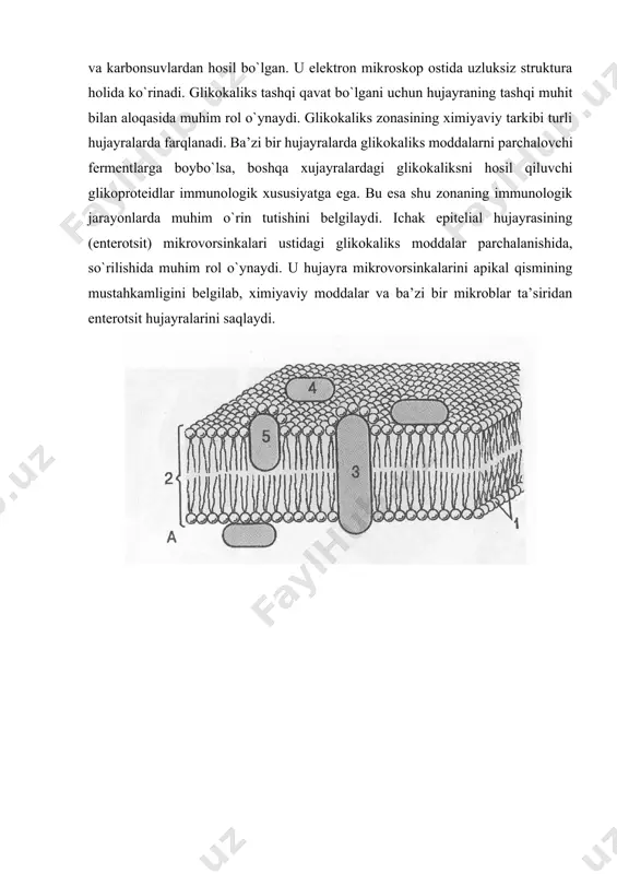 lar bo`lmay, sitoplazmadan mikrofilamentlar kelib tugaydi. mikrofilamentlar qisqaruvchi oqsillar ushlagani uchun ichki zona hujayra membranasining harakatida muhim rol o`ynaydi. bu harakat psevdopodiyalar hosil qilish va fagotsitoz, pinotsitoz protsesslarida botiqlar hosil qilish bilan belgilanadi. elektron mikroskop ostida membrana 6-10 nm qalinlikda bo`lib, uch qavatdan tashkil topgan. har bir qavatning qalinligi taxminan 2,5 nm. ikki chetki qavati to`qroq, o`rta qavati oqish ko`rinadi. sitoplazmatik qobiqning bunday tuzilishi hayvon hujayrasining evolyutsiyasi davrida paydo bo`lgan. hujayra qobig`i modda almashinuvida ishtirok etish bilan barobar hujayra harakatini, ularning o`zaro bir-birini tanib olish, informatsiya almashish, bir-biri bilan birlashish, spetsifik ta’sirlarni qabul qilish kabi faoliyatlar majmuasini surunkali bajarib turadi. hujayra yuzasining maxsus tuzilmalari elektron mikroskopik o`rganishlar plazmatik membranani har xil hujayralarda emas, balki bir hujayraning o`zida ham murakkab tuzilishga ega ekanini ko`rsatib berdi. hujayra qobi-g`ining maxsus strukturalari turli xil bo`lgani uchun hujayraning qaysi qismida joylashganiga qarab ular uchta asosiy turga bo`linadi. bular hujayraning ustki yuzasida, yon yuzasida va bazal …