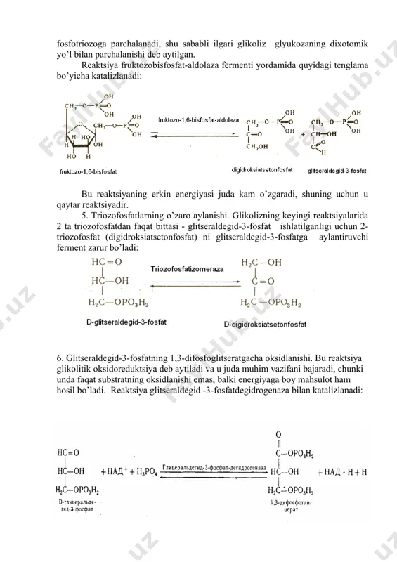 idrogenaza bilan katalizlanadi: 7. fosfat guruhining 1,3-difosfoglitseratdan adf ga o’tkazilishi. 1,3-difosfoglitserat energiyaga boy birikma bo’lib, u atf hosil bo’lishida ishlatiladi (birinchi glikolitik fosforillanish). reaktsiya fosfoglitseratkinaza yordamida katalizlanadi: fosfoglitseratkinaza adf atf 8. 3-fosfoglitseratning 2-fosfoglitseratga izomerlanishi. bu reaktsiyada fosfat guruhi 3-holatdan 2-holatga fosfoglitserat-fosfomutaza fermenti yordamida o’tkaziladi. fosfoglitserat-fosfomutaza 3-fosfoglitserat mg²+ reaktsiya qaytar bo’lib, erkin energiyaning biroz pasayishi bilan boradi va mg²+ ionlarini talab etadi. 9. 2-fosfoglitseratning fosfoenolpiruvat hosil qilib degidratlanishi. bu reaktsiyada energiyaga boy bog’ hosil bo’lib, enoilgidrataza fermenti ishtirokida quyidagi tenglama bo’yicha boradi: enoilgidrataza - h2o 10.fosfat guruhning fosfoenolpiruvatdan adf ga o’tkazilishi (2-glikolitik fosforillanish). yuqori energetik birikma – fosfoenolpiruvat bu bosqichda substrat sifatida atf hosil bo’lishida ishlatiladi. reaktsiya piruvatkinaza yordamida katalizlanadi va mg²+ ionlari ishtirokida boradi: piruvatkinaza adf → atf , mg²+ fiziologik sharoitda reaktsiya qaytmas, chunki reaktsiya erkin energiyaning juda pasayishi bilan boradi. 1. piruvatning laktatga qaytarilishi. bu reaktsiya glikolizni yakunlovchi ferment – laktatdegidrogenaza ishtirokida quyidagi tenglama bo’yicha katalizlanadi: laktatdegidrogenaza nad∙h …