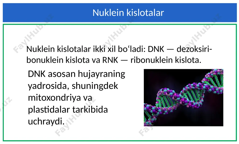 nuklein kislotalar. nukleotidlar. dnk - Page 3