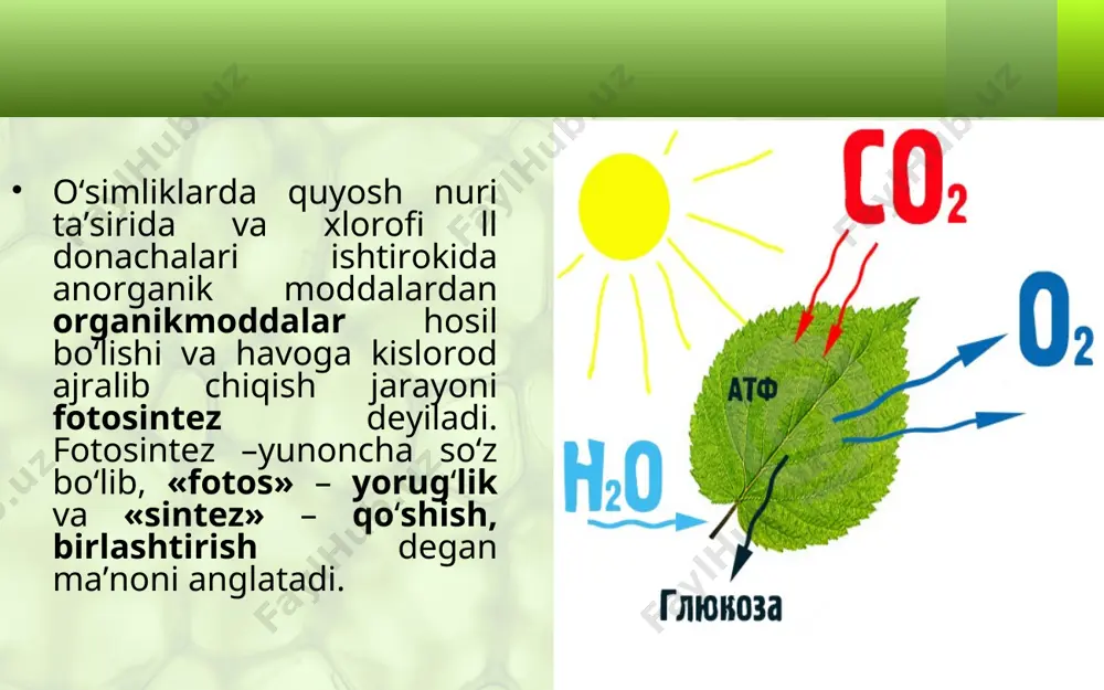 barglarda organik moddalarning hosil bo‘lishi. 5 - sinf - Page 5