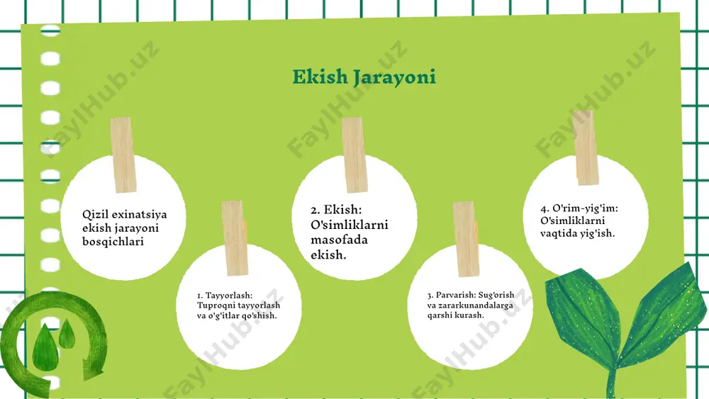 qizil exinatsiya ekish agrotexnikasi - Page 4