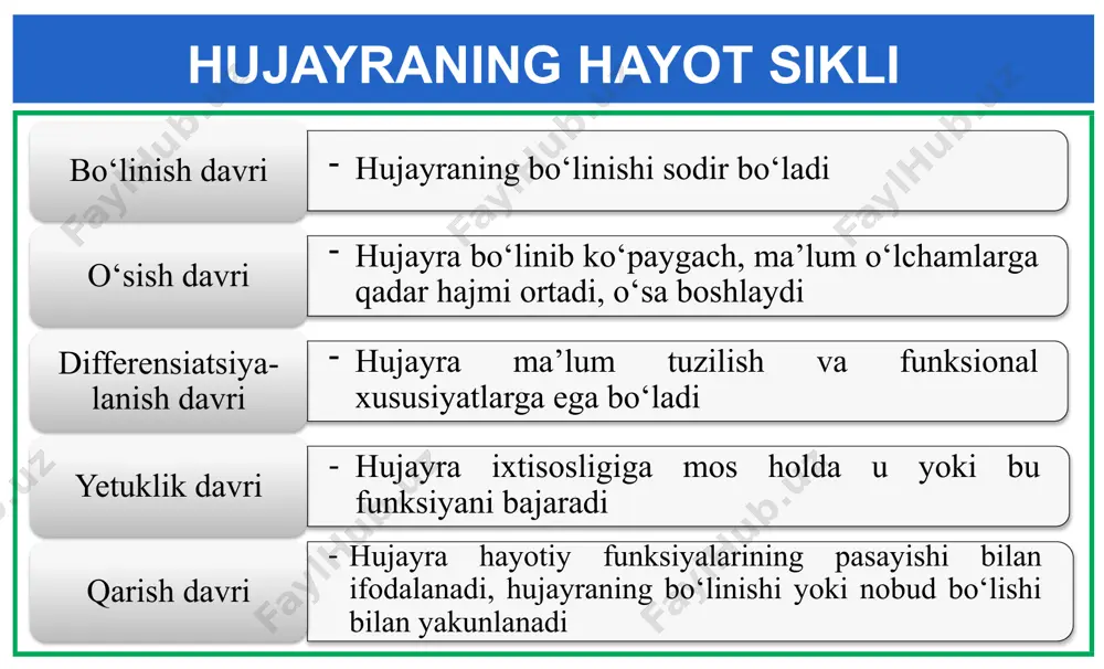 hissa ortadi. g2 – postsintetik davr interfazaning dnk sintezidan keyingi davr g2 deb atalib, 3–4 soatgacha davom etadi. bu davrda ham rnk va bo‘linish urchug‘ini hosil qilishda ishtirok etadigan mikronaychalar tarkibiga kiruvchi tubulin oqsili sintezi amalga oshadi. mitoz bosqichi mitoz ketma-ket sodir bo‘ladigan ikkita jarayondan iborat: kariokinez – yadroning bo‘linishi va sitokinez – sitoplazmaning bo‘linishi, bunda hosil bo‘lgan ikkita qiz hujayra bittadan yadroga ega bo‘ladi. hujayraning bevosita bo‘linishiga, odatda 1–3 soat sarflanadi, ya’ni hujayra hayotining asosiy qismi interfaza davrida bo‘ladi. 8 profaza mitoz bo‘linishning birinchi bosqichi profaza (pro – namoyon, phosis – davr) bo‘lib, bunda xromatinlarning spirallashuv hisobiga yo‘g‘onlashishi va kaltalashishi kuzatiladi. ular juft-juft xromatidalar holatida bo‘lib, yorug‘lik mikroskopida ko‘rina boshlaydi. xromosomalardagi xromatidalar sentromera orqali birikkan bo‘ladi. yadrocha parchalanadi. sentriolalar bir-biridan itarilib hujayra qutblari tomon harakatlanadi, bo‘linish urchug‘i shakllana boshlaydi. profazaning oxirida yadro qobig‘i parchalanadi, natijada juft-juft xromatidalar sitoplazma va karioplazmaning umumiy massasida joylashadi. metafaza metafaza (meta – keyin)da xromatidalar …