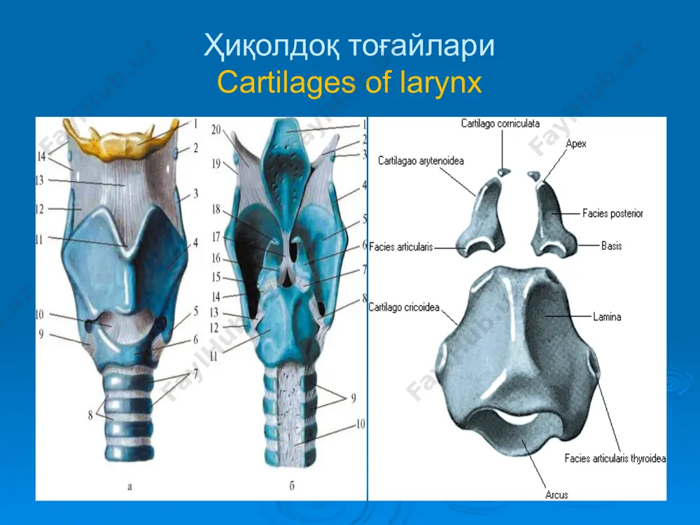 терапияси – i и ii босқичида хирургик – ii и iii босқичида комбинирлашган – хирургик ва нур – iii босқичида химиотерапия – iv босқичида эътиборингиз учун рахмат www.tma.uz image1.jpeg image2.png image3.jpeg image4.png image5.jpeg image6.png image7.jpeg image8.jpeg image9.jpeg image10.png image11.png image12.png image13.jpeg image14.jpeg image15.jpeg image16.jpeg image17.jpeg image18.jpeg image19.png image20.jpeg image21.jpeg image22.jpeg image23.jpeg image24.jpeg image25.jpeg image26.jpeg image27.png image28.png image29.png image30.jpeg image31.jpeg image32.jpeg image33.jpeg image34.jpeg image35.jpeg image36.jpeg image37.jpeg image38.jpeg image39.jpeg image40.jpeg image41.jpeg image42.jpeg image43.jpeg image44.jpeg image45.jpeg image46.jpeg image47.jpeg image48.jpeg image49.wmf /docprops/thumbnail.jpeg