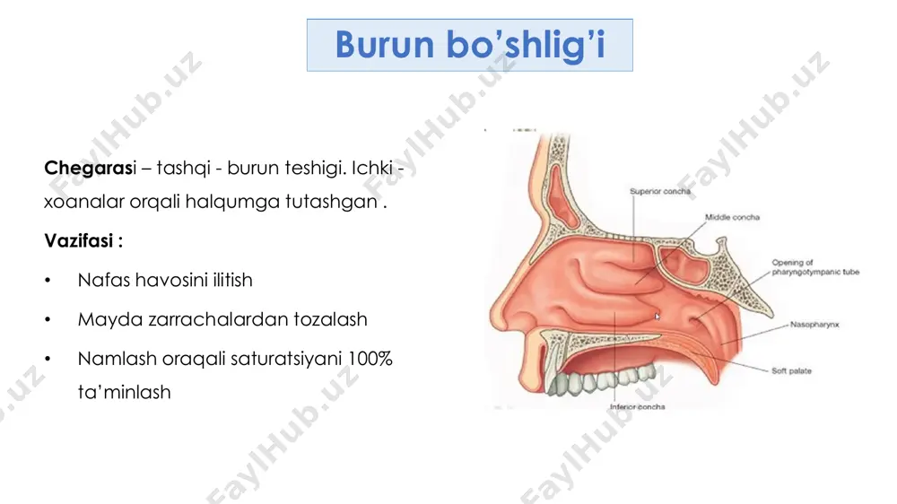 g alveoladagi parsial bosimi va qon tomirdagi tarangligining o’zaro farqi natijasida sodir bo’ladi. to’qima va suyuqliklardagi gazlarning parsial bosimi • gazlar dastlab respirator membrana to’qimasida eriydi • keyin qonga diffuziyalanadi • eritmada gaz bosimi (p): – konsentratsiya – erish koeffisientiga bog’liq • o’zgarmas temperaturada gazning eritmada erigan miqdori uning bosimiga to’g’ri proporsional (genri qonuni) n=p x c n – eritmadagi gaz konsentratsiyasi p – gaz parsial bosimi c – gazning eruvchanlik koeffisienti • qonda gazlar 2 xil ko’rinishda uchraydi : – erkin – bog’langan • diffuziyada faqat erkin gazlar qatnashadi. • suyuqlikda gazlar eruvchanligi quyidagilarga bo’g’liq : – suyuqlik tarkibi – suyuqlik yuzasidagi gazning hajmi va bosimi – suyuqlik temperaturasi – gazning tabiati • bosim qancha yuqori va tumperatura qancha past bo’lsa , gazning suyuqlikda eruvchanligi shuncha yuqori bo’ladi. • normada o2 uchun o’pkaning diffuz o’tkazuvchanlik xususiyati – 25ml/min/mm hg ust. • co2 uchun 24 marta yuqori qon aylanish va …