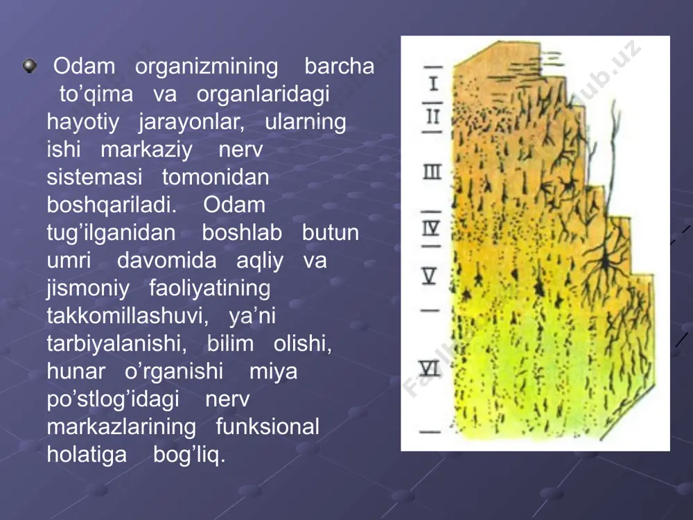 o’rnini qulay bo’lishi, belgilangan vaqtda doimo uxlash uyqu gigiyenasidan muhim ahamiyatga ega. uyqudan avval xonani shamollashtiris, toza havoda sayr qilish, tishlarini tozalash oyoq-qo’llarini iliq suvda yuvish tavsiya etiladi. bola uxlashdan 1,5-2 soat oldin ovqatlangan bo’lishi kerak. xona harorati 20 c atrofida saqlanishi tavsiya etiladi. bolaning o’rni juda yumshoq yoki juda qattiq bo’masligi kerak. uyqu gigiyenasiga rioya qilinsa bola tiniq uxlaydi, ish qobilyati va kayfiyati yuqori bo’ladi. image2.jpeg image3.jpeg image4.jpeg image5.jpeg image6.jpeg image7.jpeg image8.jpeg image9.jpeg image10.jpeg image11.jpeg image12.jpeg image1.png