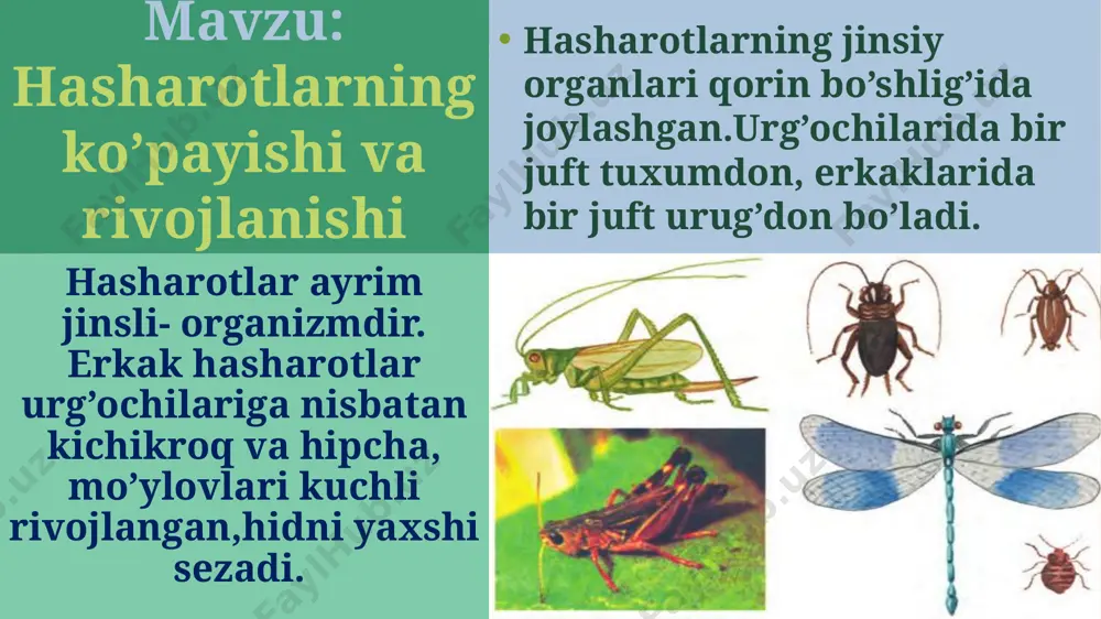 hasharotlarning ko’payishi va rivojlanishi taqdimoti - Page 3