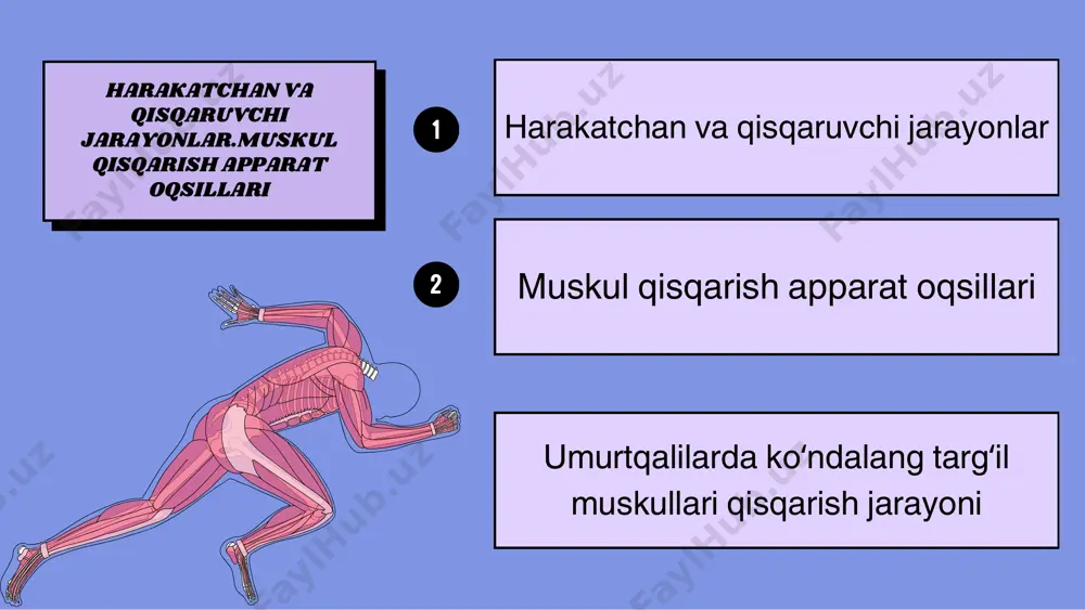 sliding filament nazariyasiga asoslanadi, ya'ni: 4. kaltsiy ionlari mushakning qisqarishini boshqaradi. ular troponin oqsili bilan bog'lanib, tropomyozin oqsilining aktin filamentlarini to'sishiga imkon beradi, shunda myozin aktin bilan bog'lanishi mumkin. 1. atp sarflanadi, bu myozin va aktin o'rtasidagi bog'lanishni o'chiradi va mushakning uzunligini tiklaydi. 1 2. kaltsiy ionlari mushak tolalaridan olib tashlanadi, shunda troponin tropomyozinni qayta joylashtiradi va myozinning aktin bilan bog'lanishini to'xtatadi. 2 3. mushaklar bo'shashib, o'z asl holatiga qaytadi. 3 bo'shashish jarayoni. mushakning bo'shashishi uchun: asosiy bosqichlar: 1. qisqarish: myozin filamentlari aktin bo'ylab harakatlanib, mushakni qisqartiradi. 2. bo'shashish: atp va kaltsiy ionlari yordamida myozin va aktin o'rtasidagi o'zaro ta'sir yo'qoladi, mushak bo'shashadi. mushak harakati uchun bu jarayonlar davomiy ravishda sodir bo'ladi, tana harakatlarini amalga oshirish va mushaklarni boshqarishda muhim rol o'ynaydi. muskul qisqarish apparat oqsillari 5 xilda boʻladi. 1.aktin (ingichka filament) 2. miozin (qalin filament) 3.tropomiozin 4. troponin 5. titin muskul qisqarish apparat oqsillari struktura: aktin, globulyar (g-aktin) oqsillari …