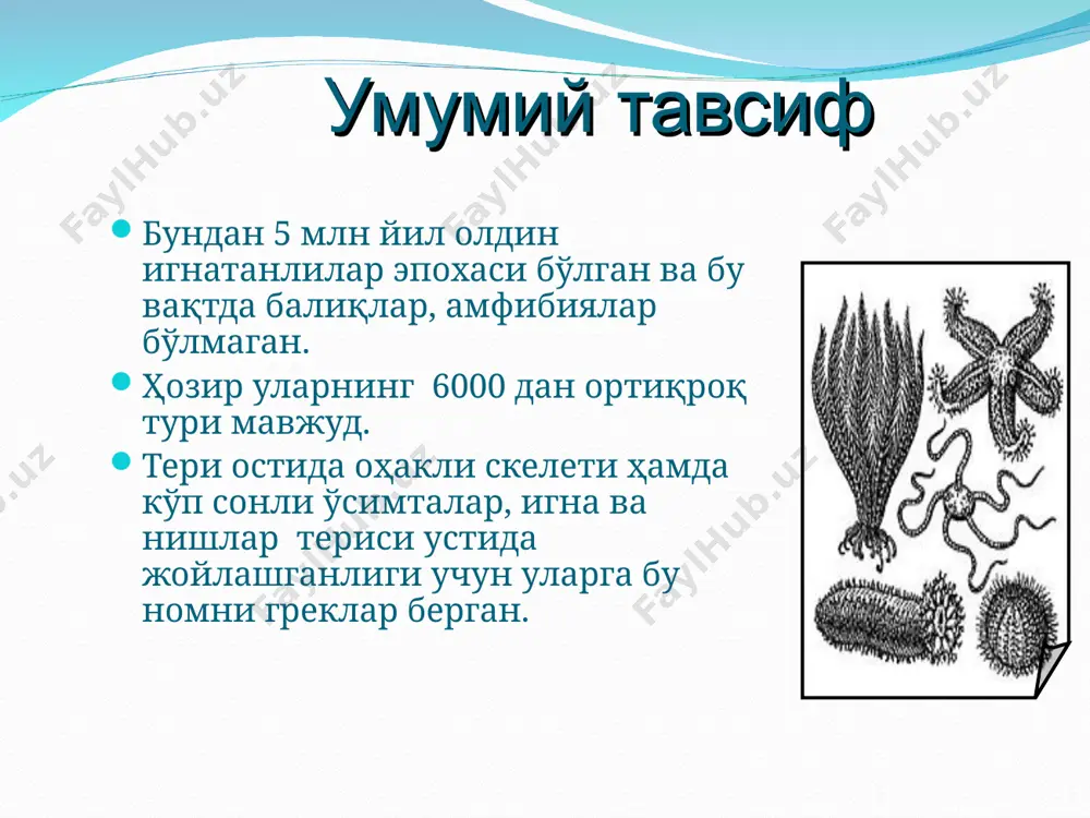 нинатанлилар (echinodermata) типи - Page 3