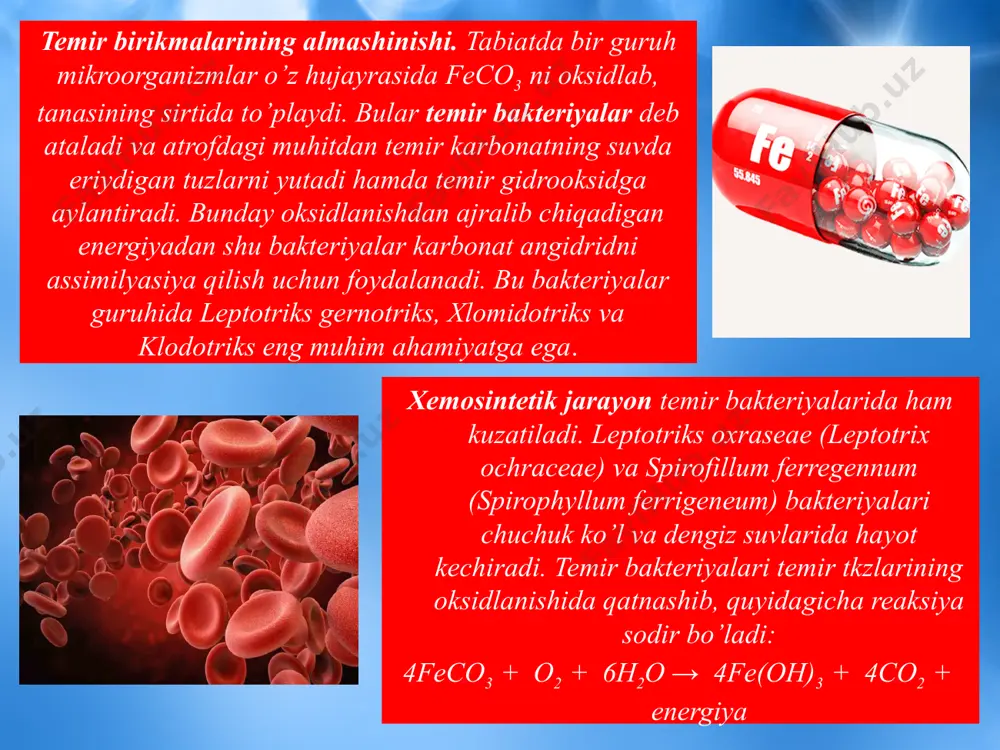 biosfera va mikroorganizmlar ekologiyasi - Page 5