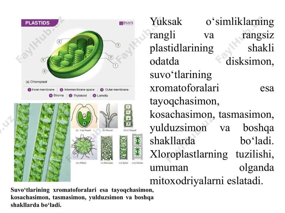 otin va ksantofillardir suvo‘tlarning xromatoforida xlorofill bilan birga qizil pigment fikoeritrin (с35n47n4o8) qizil suvo‘tlarda va ba’zan ko‘k yashil suvo‘tlarda bo‘lib, xlorofillning yashil tusini berkitib yuboradi. ko‘k pigment-fikatsian (с34n42n4o9) ko‘k-yashil suvo‘tlarda va ba’zan qizil suvo‘tlarning xromatoforida xlorofill va fikoeritrin pigmentlari bilan birga uchraydi. bu qizil pigmentlar dengiz chuqurligiga kam boradigan qizil nurning o‘rniga sariq va yashil nurlarni yutish vazifasini bajaradi, yana xlorofillni faollashtiradi. bu dengizning kuchsiz yorug‘lik sharoitida suvo‘tlarning oziqlanishida katta rol o‘ynaydi. karotinoidlarning organizmda o‘ynaydigan fiziologik roli hali yaxshi o‘rganilgan emas. lekin, karotinoidlar o‘simliklarning o‘sishida, jinsiy jarayonlarda, fotosintezda yorug‘lik energiyasini yashil pigmentlarga yo‘naltirishda katta rol o‘ynaydi. hayvon jinsiy mahsulotlari (tuxum)da karotinoidlarning bo‘lishi, ularning ko‘payishida ham katta rol o‘ynashini ko‘rsatadi. thylakoids (green) inside a cyanobacterium (synechocystis) agar biron o‘simlik urug‘ini qorong‘i sharoitda undirib, unib chiqqan niholni qorong‘i yerda o‘stirsak, bunday o‘simlik yashillana olmaydi. uning rangi sariq yoki och sariq tusga kirib qolaveradi. bunday o‘simlikka etiollangan o‘simlik deb ataladi. etiollangan o‘simlik qorong‘ida …