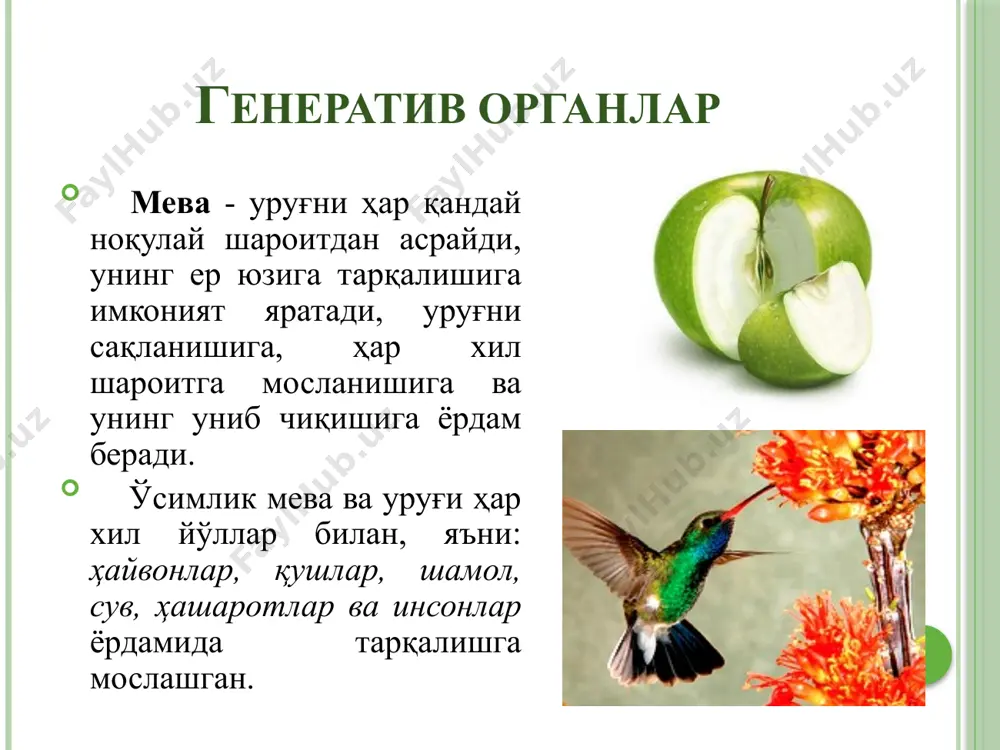 г қисмлари тугунчанинг ўртасига бирикади. устки тугунчада гул қисмлари тугунча остида ўрнашади. остки тугунчада гул қисмлари тугунча устида ўрнашади. ўсимлик гулининг тузилиши ва диаграммаси: 1–тўпгул ўқи, 2–гулёнбарг, 3 – косачабарг, 4 –тожбарг, 5–чангчи, 6 –уруғчи, 7–қоплағич барг 32 гул формуласи *-актиноморф ↑-↓- зигоморф לּ- ассиметрик р –оддий гулқўрғон (perigonium) ca- косачабарг (calyx) co- тожбарг (corolla) a- андроцей (androeceum) g- гинецей (gynoeceum) + агар қисмлар бир неча айланма ҳосил қилса; а10+10+5 ( ) – қўшилиб ўсса; с(5) ♂ - чангчили гул; ♀ - уруғчили гул; ♂ - икки жинсли гул; + чангланиш. гулда чангчининг чанги етилгач, чангдон ёрилади, чанг шамол, ҳашаротлар ёрдамида гулнинг уруғчи тугунчасига бориб тушади. натижада чангланиш содир бўлади. чангдонда етилган чангнинг оналик тумшуқчасига тушуши чангланиш дейилади. чангланиш ўз – ўзидан чангланиш четдан чангланиш ўз – ўзидан чангланишда: битта ўсимлик гулида бўлган чангчи чанги шу ўсимлик гулидаги уруғчи тумшуқчасига тушади. ўз – ўзидан чангланадиган ўсимликларда гул майда, кўримсиз, кўпинча …