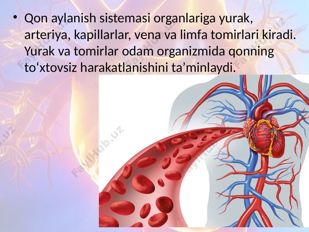 ning bu ishi undagi muskullar ritmik ravishda qisqarib bo‘shashganida yurak bo‘lmalari va qorinchalarining torayishi va kengayishi natijasida amalga oshadi. yurak bo‘lmalari va qorinchalarining qisqarishi — sistola, kengayishi — diastola deyiladi. bo‘lmalar va qorinchalar navbat bilan qisqarib-kengayadi. yurak bo‘lmalari va qorinchalarining bir martadan qisqarib bo‘shashishi yurak sikli deyiladi. yurak orqali bir minutda 5 l qon oqib o‘tadi, lekin bu qondan o‘z ehtiyoji uchun foydalanmaydi. yurak muskullari ikkita maxsus tojsimon arteriya orqali qon bilan ta’minlanadi. tinch holatida katta odam yuragi bir minutda 70—72 marta qisqaradi va kengayadi. yurak sikli o‘rtacha 0,8 sek. davom etadi. yurakning sistolik va minutlik hajmi. yurak qorinchalari bir marta qisqarganida 65—70 ml qonni aortaga chiqaradi. bu yurakning sistolik hajmi deb ataladi. sistolik hajmni bir minutdagi qisqarishlar soniga ko‘paytirish orqali har bir yurak qorinchasining minutlik sistolik hajmini topish mumkin, ya’ni: 70 ml x 70 = 4,9 litr. yurak avtomatiyasi. tinch holatda yurak bir daqiqada 70 marta qisqaradi. bir kecha-kunduzda …