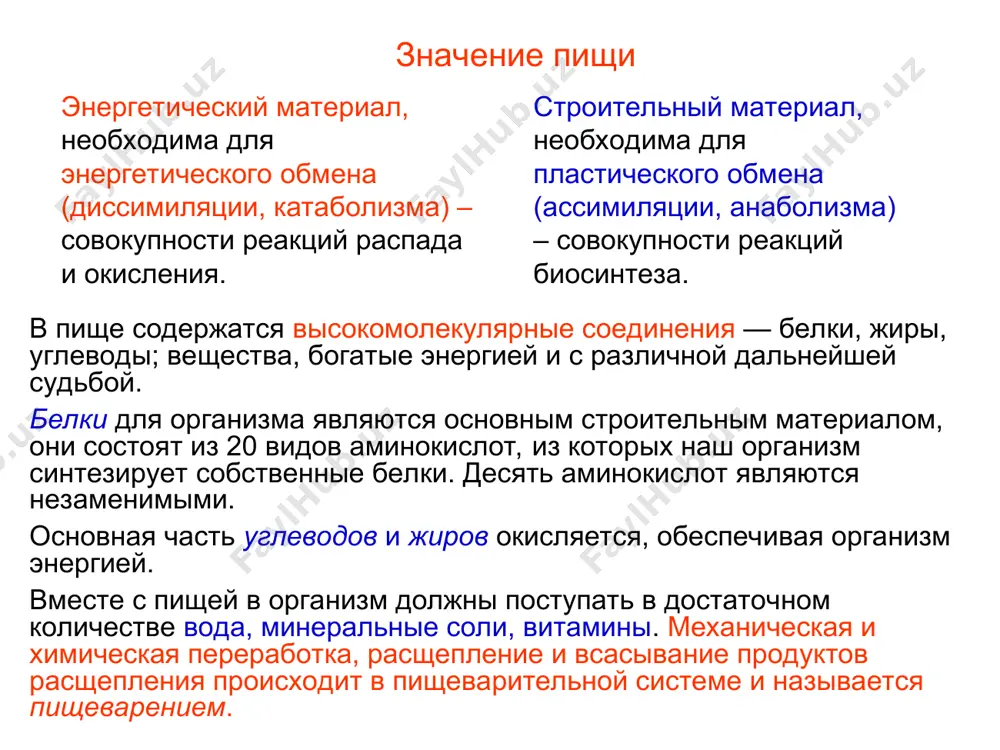 осинтеза. энергетический материал, необходима для энергетического обмена (диссимиляции, катаболизма) – совокупности реакций распада и окисления. значение пищи химическое расщепление осуществляется ферментами, протеолитические ферменты расщепляют белки, липолитические — жиры, гликолитические — углеводы. для человека характерны полостное и мембранное пищеварение. пищеварительная система выполняет четыре основные функции: секреторную, моторную, всасывательную, экскреторную. секреторная функция связана с секрецией пищеварительных соков и химическим расщеплением пищи; моторная — с жеванием, глотанием, передвижением пищи, выведением непереваренных остатков; всасывательная функция связана с всасывание переваренных органических веществ, воды, солей, витаминов; экскреторная — с выведением в просвет кишечника азотистых соединений, солей, воды, ядовитых веществ и других продуктов метаболизма. значение пищи длина пищеварительного тракта 8-10 м. стенка состоит из 3 слоев: наружного соединительно-тканного — серозной оболочки, среднего мышечного (снаружи продольные, внутри кольцевые мышцы) и внутреннего – подслизистойго и слизистого. строение пищеварительной системы. производными эпителия являются большие (3 пары слюнных желез, печень, поджелудочная железа) и малые пищеварительные железы, находящие в стенках пищеварительного тракта. …