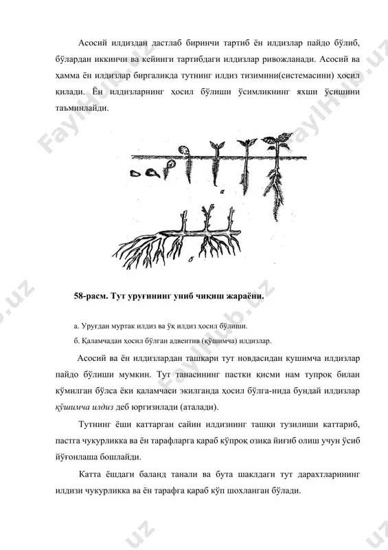 рахти бир каллакли ёки кўп каллакли бўлиб ўсади. тут баргларининг умумий сатхи катта дарахтларда 60-80 м2 ни ташкил этади. тут дарахтининг танаси қуйидаги асосий вазифаларни бажаради: 1. ён новдаларни, барг ва меваларни ҳосил қилиб, уларни бир тартибда саклаб туриш учун хизмат қилади. 2. илдиз орқали олинган минерал моддаларни баргга етказиб бериш ва баргларда ишланиб тайёрланган органик моддаларни илдиз ва бошқа органларга ўтказиш вазифасини бажаради. 3. ўз тўқималарида ортиқча органик моддаларни тўплаб куйиш вазифасини бажаради. юқорида айтиб ўтилган хусусиятларни аниқлаш учун, унинг анатомиясини ( ички тузилишини ) билмоқ керак. 59-расм. тут новдасининг шакли. 1-тўғри навда; 2- тирсаксимон навда (кинриу нави); 3- эгри-бугри навда (илон тут), 4- пастга қараб ўсувчи навда (мажнун тут). тут дарахти танасининг ички тузилиши ва вазифаларини аниқлаш учун тутчиликда 3 хил кесиш бор. 1. ўзакдан ўтказиб кесиш (радиальнўй срез ). 2. кўндаланига кесиш ( поперичнўй срез ). 3. орқа кесиш ( тангинитальнўй срез ). тут дарахтининг танаси йўғонлашгандан …