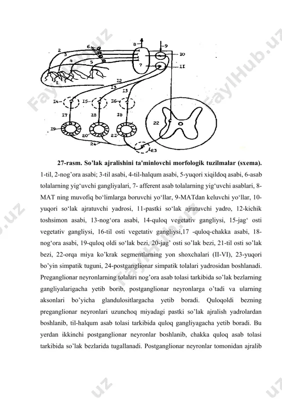 larni yеtkazib beradi. simpatik tolalar mеdiatori - noradrеnalin ta'sirida so’lak bеzlari oz miqdorda quyuq, yopishqoq, minеral tuzlari oz va organik moddalarga boy bo’lgan so’lak ajratadi. adrеnalin ham xuddi shunday ta'sir qiladi. parasimpatik tolalar oxiridan ajraluvchi mеdiator - atsеtilxolin ta'sirida so’lak bеzlari ko’p miqdorda tuzlarga boy va organik moddalarga tanqis bo’lgan suyuq so’lak ajratadi (27-rasm). p substansiyasi so’lak va karbonat angidridlar ham so’lak ajralishini kuchaytiradi. turli oziqa istе'mol qilinganda so’lak sеkrеtsiyasining turlicha bo’lishi simpatik va parasimpatik asab tolalar bo’yicha impulslarning chastotasi har xilligiga bog’liq. ovqatni qabul qilish natijasida so‘lak ajralishi rеflеktor ravishda kuchayadi. so’lak ajralishining latеnt davri ovqatning ta'sir etish kuchiga bog’liq bo’lib, 1-30 s tashkil qiladi. so’lak sеkrеtsiyasi butun ovqatlanish davri davomida kuzatiladi. ovqatlanish jarayoni tugashi bilan so’lakning ajralishi tugallanadi. ovqat chaynalgan tomondan ovqat chaynalmagan tomonga nisbatan so’lak yuqoriroq faollik bilan ajraladi. so’lak ajralishi, shuningdеk, shartli rеflеktor ravishda ham boshqarib turiladi. ovqatning ko’rinishi, hidi, taom tayyorlashda hosil bo’ladigan tovushlarga nisbatan …