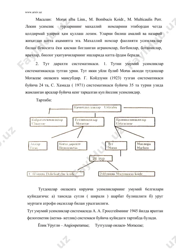 ундаки, уларнинг ҳаммасида сутсимон суюклик мавжуддир. барглари яхлит ёки кертекли, ҳамда кертеклик даражаси узгарувчан, унинг қирраси текис ёки оддий аррасимон тишли, гуллари бир жинсли тупгулли, сохта мевали ва туп мевага йиғилган. 3. тут (morus) авлодининг систематикаси. усимлик систематикасида авлод деб узаро яқин булган, гул, мева ва уругларининг тузилишига ухшайдиган, ҳамда барг, поя, тупгул, сертуклилиги, гултожи, уругининг ранги ва бошқа белгилари билан фарқланадиган турлар гурухига айтилади. бир қанча усимликлар барча асосий белгилари билан бир-бирига ухшаш булиб, лекин улар бири иккинчисидан факат хусусий узига хос (катталиги, гулининг микдори, баргларининг сони ва бошкалар)белгилари билангина фаркланса, буни тур дейилади тут morus авлодини турларини ажратишда бир қанча қийинчиликларга дуч келинган. айрим муаллифлар тут авлодига 120 тур мансуб деса, бошқалари унинг сонини 2-3 тагача камайтиришган. мас. к. линней 1753 йилда morus авлодига 5 та тур тегишли деб қуйидагиларни ажратди: 1)m, alba l- ок тут; 3) m. pubra l-кизгиш тут; 5) m. indica l-хинд тутти; 2) m. …