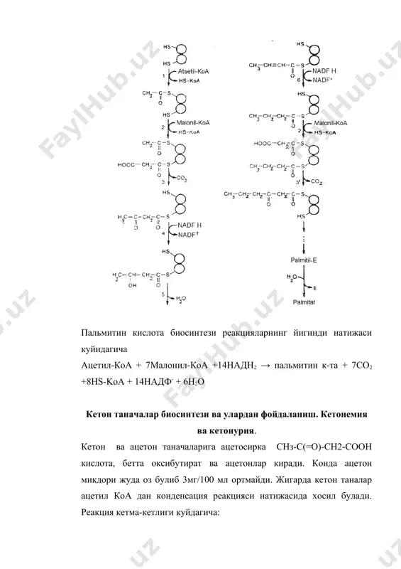 рига эга булиб сийдикда анион шаклида булади. сийдик билан чикаетганда кетон таначалар натрий иони билан богланиб чикадилар. конда ва бошка суюкликларда катионларни камайиши ацидоз ёки кетоацидозга олиб келади. катионлар уз навбатда сувни организмдан чикиб кетишига сабабчи буладилар ва натижада нерв тизимида арефлексия ва кома холати кузатилади. адреналин, глюкагон норадреналин, жинсий гормонлар ишлаб чикарилади модификацияланган бирламчи акцептор бирламчи акцептор (рецептор) активмас аденилатциклаза актив аденилатциклаза атф цамф ц-амф боғлиқ актив протеинкиназа ц-амф боғлиқ ноактив протеинкиназа қандай қилиб триглицерид сафарбар этилиши идора этилади? актив липаза триглицерид (тг) диглицерид + ёғ кислота ноактив липаза моноглицерид + ёғ кислота глицерин + ёғ кислота қандай қилиб ёг кислоталарини хужайра цитоплазмасида синтезланади. сн3 – со – skoa со2 hs – апб нs – koa атф + н2о адф + н3ро4 сн3 – со – sапб ацетил – апб ноосн2 – со – skoa малонил – skoa нs – апб (ацетил сакловчи оксил) нs – koa ноосн2 – …
