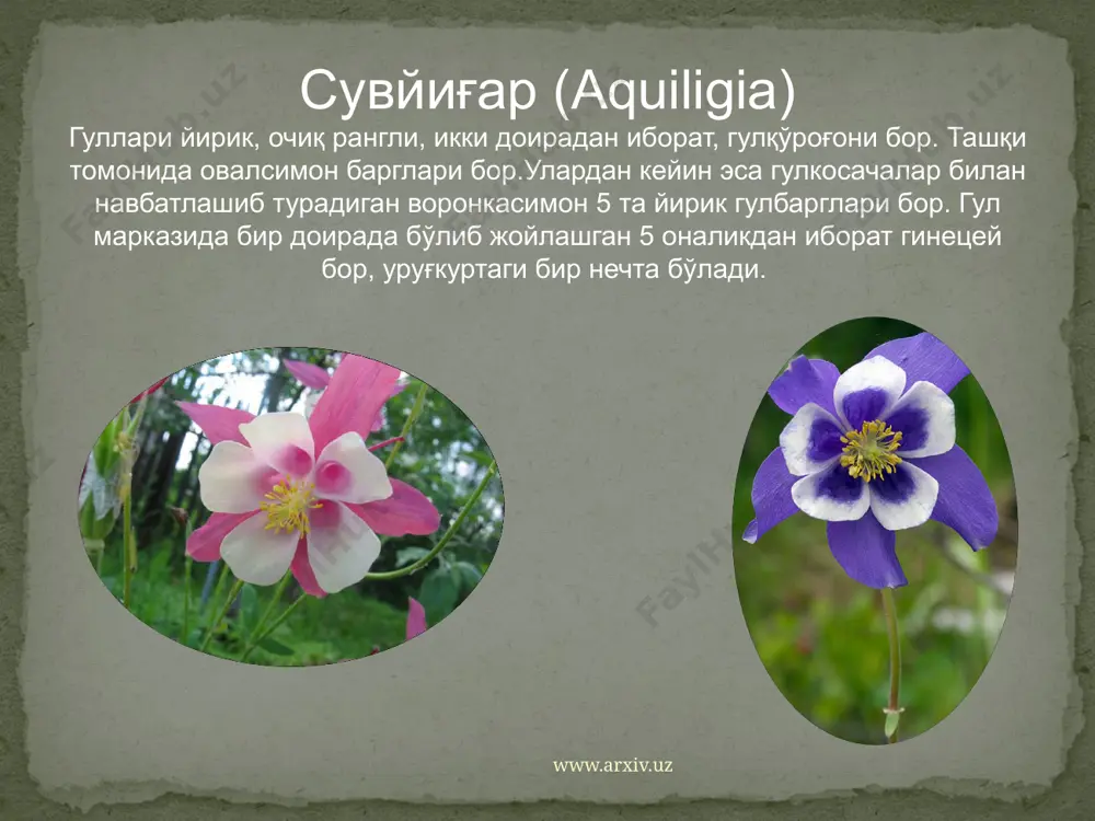 й америка. у хоналарда, гулзорларда манзарали ўсимлик сифатида экилади. семизўтларнинг баргларидан салат тайёрланади. францияда portulaca sativa тури экилади. у сабзавот сифатида ишлатилади. www.arxiv.uz гултожихўроздошлар (amaranthaceae) оиласи. гултожихўроздошлар оиласига 65 туркум, 850 турдан ортиқ бир йиллик, кўп йиллик ўтлар ёки чала буталар киради. ўзбекистонда икки туркумга оид 10 та тури учрайди.уларнинг пояси тик ёки ер бағирлаб ўсади. барглари оддий,бандли кетма-кет ёки қарама-қарши жойлашган, ён баргчаси йўқ. гуллари бир жинсли ёки икки жинсли, майда, яшил ёки рангсиз. чангчлари уч, бешта, баъзан таги бирикиб, тугунчани ўраб олади. тугунчаси устки, меваси бир ёки кўп уруғли кўсакча. бу оила вакиллари тропик ва субтропик мамлакатларда кенг тарқалган. перуда гултожихўрозлар донли экин сифатида экилади. қайрилган гултожихўроз, ёввойи гултожихўроз-amaranthus retroflexus. бир йиллик ўт, бўйи 20-75см пояси ва барги кулранг-яшил,майда тукли. июн-июл ойларида гуллаб, июл-октябрда уруғлайди. ариқлар бўйи, боғ ва экинзорларда бегона ўт сифатида ўсади. гултожихўроз – celosia тури манзарали ўсимлик сифатида экилади. www.arxiv.uz оила – amarantaceae – гултожихўроздошлар …