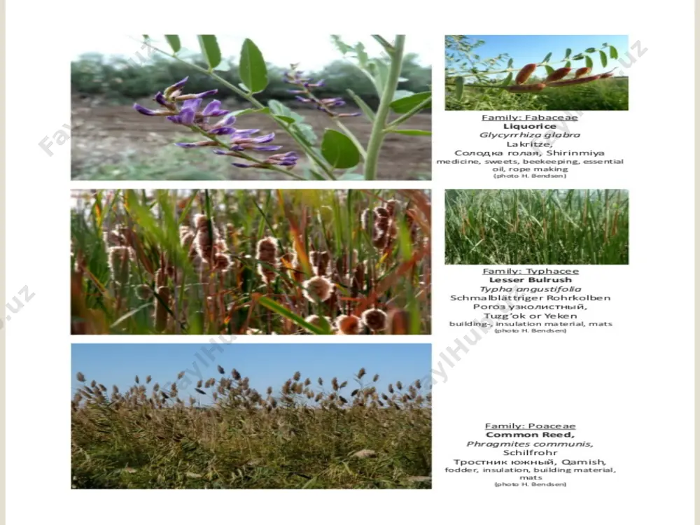 flora and fauna around touristic sights in khorezm and karakalpakstan - Page 5