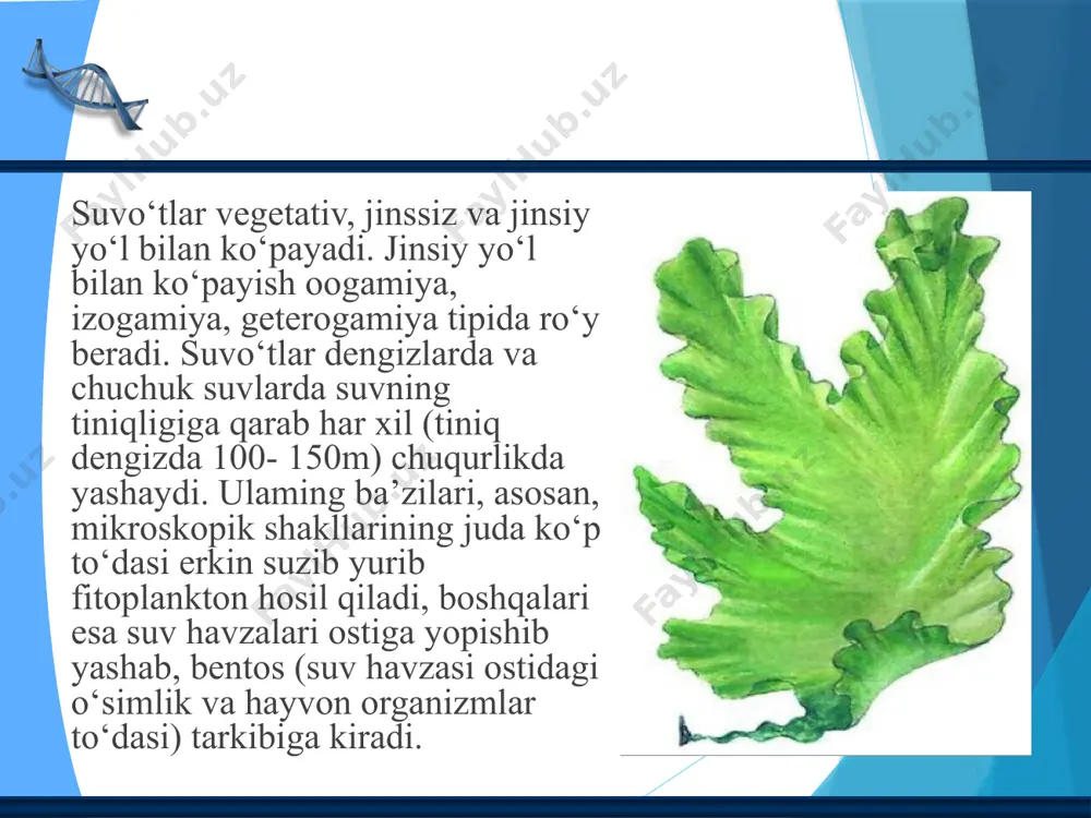 kteriyalarni rivojlantirishda va o‘stirishda ishlatiladi. oziq-ovqat sanoatida esa, marmelad tayyorlashda ishlatiladi. suvoʻtlarining inson hayotidagi ahamiyati ba’zi qo‘ng‘ir suv o‘tlaridan sifatli yelim olinadi. suv o‘tlaridan olingan algin preparati yengil ich yumshatuvchi ta’siriga ega(alginat natriy). sariq suv o‘tlarini qoldiqlarini “trepel” deb ataladi. bu modda dinamit tayyorlashda va binokorlikda toshlarni pardozlashda ishlatiladi. shuning uchun uzoq vaqt chirimaydi. ko‘k-yashil suv o‘tlarining ba’zi turlari: anavayena va stratanastoc boshqalar havodagi n2 ni yutish xususiyatiga ega. ular xavodagi n2 ni yutib, yerni n li birikma bilan boyitadi. ko‘k-yashil suv o‘tlari, yashil suv o‘tlari, sariq suv o‘tlari dengizlarda organik cho‘kmalar xosil qiladi. bu organik cho‘kmalarni sapropel deyiladi. sapropel oziq modda va o‘g‘it sifatida katta ahamiyatga egadir. suv o‘tlarining ba’zi birlaridan xlorella deb atalgan antibiotik dori olinadi. xlorella oshqozon kasali, singa, buqoq, gipertoniya kasaliklariga davo. e’tiboringiz uchun raxmat ! 15 image4.tmp image5.tmp image6.tmp image7.jpeg image8.jpeg image9.jpeg image1.png /docprops/thumbnail.jpeg