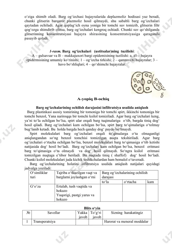 enzin tomizib, tinch qoldiriladi. keyib qaralganda, eritmada (benzin qavatida) sariq pigment (karotin), pastki qavatida yashil pigment (xlorofill) to’planganligi ko’rinadi. ksantofill pigmenti xlorofill bilan birga pastki qavatda qoladi. xlorofill xlorofilindikarbon kislota bilan metal va fitol spirtlarning birikishidan hosil bo’ladi. shunga ko’ra, xlorofill murakkab efirlar gruppasiga kiradi. xlorofillga ishqor ta’sir etganda sovunlanish reaksiyasiga kirishadi, ya’ni xlorofilindikarbon kislota tuzlariga, erkin metal va fitol spirtlarga parchalanib ketadi. bu reaksiya ↓ boradi: cooch3 cook c32h30on4mg < + 2koh → c32h32on4< + ch3oh + c20h39oh cooc20h39 cook metil spirt fitol spirt sovunlanish reaksiyasida xlorofill rangini saqlab qolsa ham benzinda eruvchanlik xususiyatini yo’qotadi. barg og‘izchalarining harakatini mikroskopda kuzatish о‘simliklar barg og‘izcha (ustitsa) lari orqali suv bug‘latishi transpiratsiya deyiladi. bundan tashqari, barg epidermisi hо‘jayralaridan ham suv bug‘lanada. barg plastinkasi kutin modda bilan qoplanganligi uchun bu qavat orqali sodir bо‘ladigan bug‘lanish kutikulyar transpiratsiya deyiladi. kо‘pchilik о‘simliklarda barg og‘izchalari ikkita loviyasimon hujayradan tashkil topgan bо‘lsa, g‘alladoshlarda boshqacharoq tuzilgan.barg og‘izchalarining ochiq …