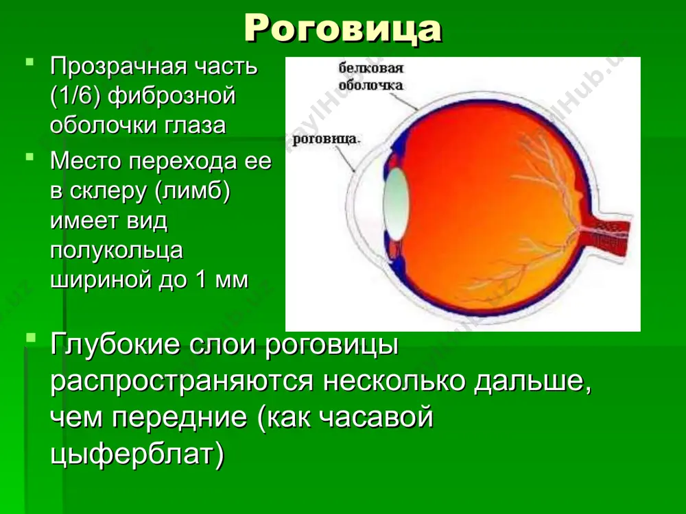 poverxnost xorioidei, obrashennaya k setchatke, pokrita elastichnoy obolochkoy – steklovidnoy plastinkoy (membrana bruxa) anatomicheskie osobennosti net chuvstvitelnix nervnix okonchaniy i poetomu razvivayushiesya v ney patologicheskie protsessi ne vizivayut bolevix oshusheniy obrazuyushie ee sosudi ne anastomoziruyut s perednimi resnichnimi arteriyami i vsledstvie etogo pri xorioiditax peredniy otdel glaza viglyadit intaktnim prelomlyayushaya sila xrustalika variruetsya ot 19,11 do 33,06 dptr u vzroslogo cheloveka predstavlyaet soboy prozrachnoe, jeltovatoe, polutverdoe, bessosudistoe telo v forme dvoyakovipukloy linzi diametrom 9-10 mm i tolshinoy 3,6-5 mm (v zavisimosti ot akkomodatsii) radius krivizni peredney poverxnosti v pokoe akkomodatsii raven 10 mm, zadney 6 mm v glazu xrustalik naxoditsya za radujkoy v uglublenii (fossa patellaris) na peredney chasti steklovidnogo tela v etom polojenii on uderjivaetsya mnogochislennimi voloknami, obrazuyushimi v summe podveshivayushuyu svyazku (resnichniy poyasok) - zonula ciliaris volokna tyanutsya k ekvatoru xrustalika ot epiteliya ploskoy chasti resnichnogo tela i ego ostrovkov vplot do zubchatoy linii gistologicheski v xrustalike videlyayut: …