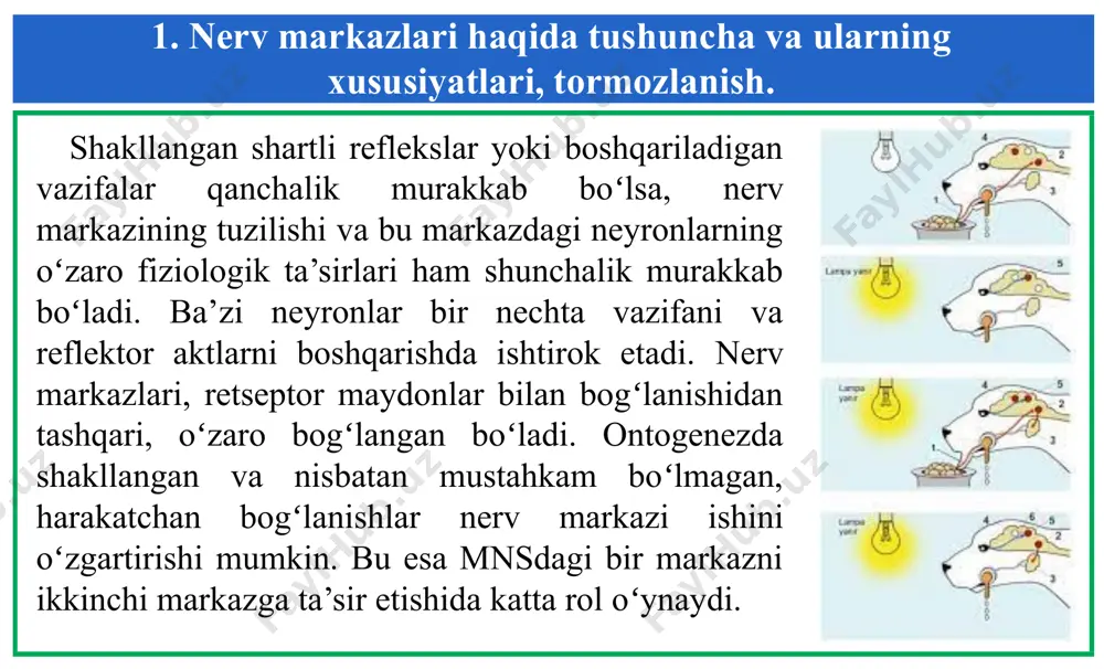 sh. 5) qoʻzgʻalishni kechiktirib oʻtkazilishi. refleks vaqti retseptorda qoʻzgʻalishning hosil boʻlishi uni afferent va efferent nervlar hamda ularga bogʻliq sinapslar orqali oʻtkazilishi bilan bogʻliq boʻladi. nerv markaziga kelgan qoʻzgʻalish sinapslar orqali uning neyronlariga sekin oʻtkaziladi. chunki mediator ajralish va postsinaptik membrana retseptoriga ta’sir qilib, uning kutublarini oʻzgarishi (depolyarizatsiya) uchun muayan kechiktirib oʻtkaziladi; 1. nerv markazlari haqida tushuncha va ularning xususiyatlari, tormozlanish. 6) ritmlar transformatsiyasi. nerv markazi hujayralari ularga keladigan impulslarning ritmini oʻzgartirish (transformatsiyalash) qobilyatiga ega. nerv markazidagi neyronlarning ba’zilarida ta’sir ritmiga monand, ba’zilarida kamroq, uchinchilarida esa koʻproq impulslar hosil boʻladi. bu xol neyronlarning va sinapslarning labilligiga bogʻliq. nerv markazlarida ta’sir ritmga solinadi trantsfarmatsiya qilinadi va impulslar ishchi a’zolarga oʻtkaziladi; 1. nerv markazlari haqida tushuncha va ularning xususiyatlari, tormozlanish. 7) ta’sirot izi, qoʻzgʻalishning prolongatsiyasi. reflektor javobning davomi etish koʻzgʻatgichning ta’sir qilish muddatiga mos kelmaydi. refleksning davom etishi koʻzgʻatgichning ta’siri qilishi muddatidan koʻproq boʻladi. javob koʻzgʻatgich ta’siri tugaganidan soʻng yoki tugagach, koʻp …