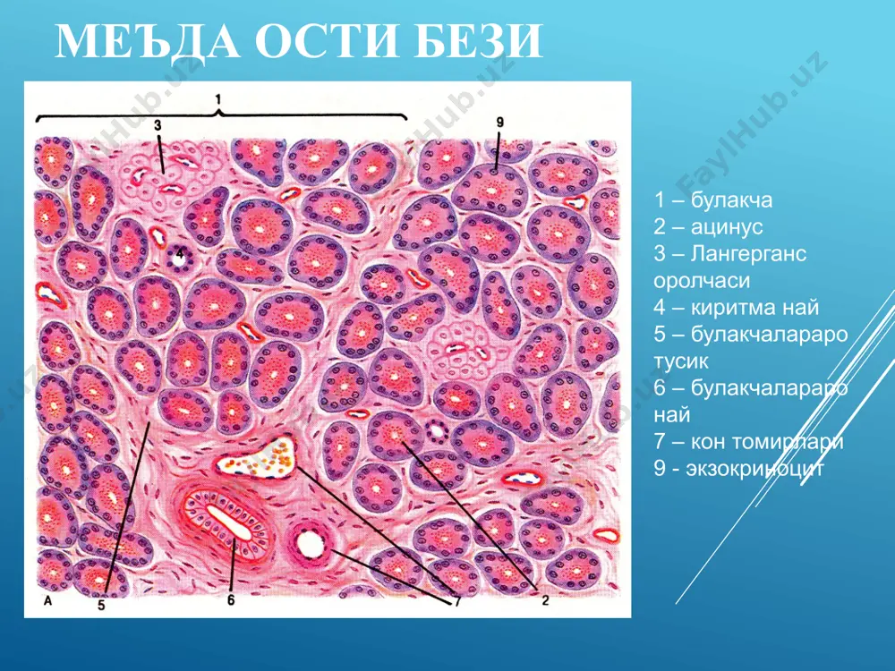 жигар. меъда ости бези - Page 4