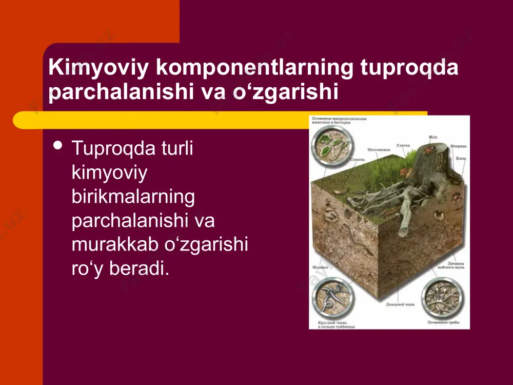 lashtiradi. tuproqdagi barcha fermentlar kompleksi tuproqning fermentativ aktivligini belgilaydi. bu aktivlik ayniqsa tuproqning yuza qismlarida yuqori bo‘ladi tuproqning biologik aktivligiga bog‘liqdir. tuproqdagi fermentlarning bir qismi parchalanadi, boshqasi tuproq minerallari va organik moddalari bilan biriktirib, barqaror holatga o‘tadi. ko‘pchilik olimlar fikricha fermentlarning asosiy qismi birikkan holatdadir. sorbilangan (yutilgan) fermentlarning katalitik reaksiyasi past bo‘lsa – da, ammo kimyoviy reaksiyaga nisbatan ancha yuqoridir kraxmal gidrolizi amilaza fermentlari ishtirokida boradi. o‘simlik qoldiqlarining qayta o‘zgarishi bilan kraxmal miqdori tez va keskin kamayishi mumkin. sellyulozaning faqatgina 5 foizi sellyuloza fermentlarini sintezlaydigan mikroorganizmlar tomonidan parchalanadi, chunki sellyuloza molekulalari pektin va mum qobig‘i bilan o‘ralgani uchun uning parchalanishi susayadi. image1.jpeg image2.jpeg image3.png image4.jpeg image5.jpeg image6.jpeg image7.jpeg image8.jpeg image9.jpeg image10.jpeg image11.jpeg image12.png image13.jpeg image14.jpeg image15.jpeg image16.jpeg image17.jpeg /docprops/thumbnail.jpeg