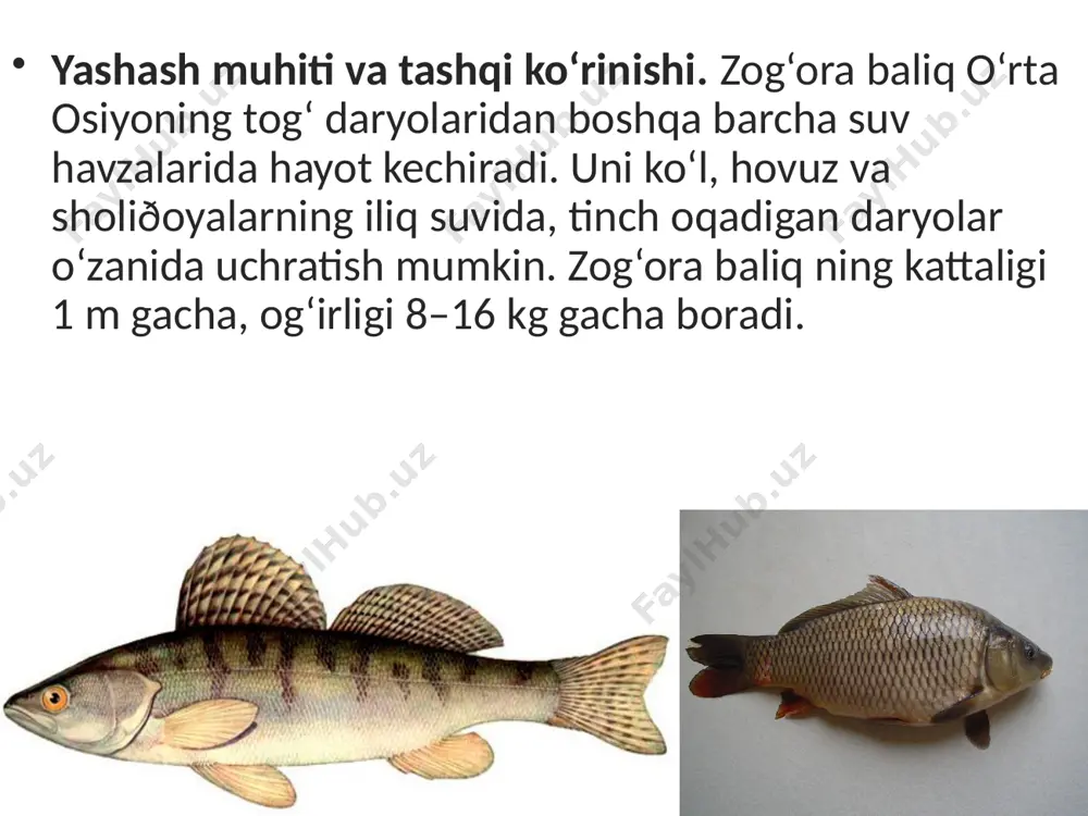borat. suzgich pufagi ichak bilan ingichka naycha orqali tutashgan bo‘ladi. tuxumdan chiqqandan 2–3 kun o‘tgach, lichinka suv yuzasiga ko‘tarilib, atmosfera havosi bilan suzgich pufagini to‘ldirib oladi. pufak yuzasi kapillyar qon tomirlari bilan qoplangan. baliqning suv yuzasiga ko‘tarilishi yoki suv tubiga tushishi suzgich pufagi hajmining o‘zgarishi bilan bog‘liq. suzgich pufagining kengayishi qondan ajralib chiqadigan gazlarning pufakni to‘l dirishi bilan bog‘liq. pufak gazga to‘lganida baliq yuqoriga ko‘tariladi. gazlar pufakdan ingichka nay bilan ichakka, undan jabra yoriqlari orqali suvga chiqqanida pufak puchayadi. tanasi birmuncha og‘irlashgan baliq suv tubiga tushadi. suzgich pufagining hajmi o‘zgarmasa, baliq muayyan chuqurlikda muallaq turadi. suzgich pufagi tovushni kuchaytiradigan rezonator vazifasini ham bajaradi. bu esa tovushni yaxshiroq eshitish imkonini beradi. savol va topshiriqlar baliqlarning tana shakli yashash muhitiga qanday moslashgan? baliqlarning suzgichlari qanday tuzilgan? baliqlar terisi qanday tuzilgan? baliqlar umurtqa pog‘onasi qanday tuzilgan? suzgichlar skeleti qanday tuzilgan? suzgich pufagi qanday tuzilgan? image2.jpeg image3.jpeg image4.jpeg image5.jpeg image6.jpeg image7.jpeg image8.jpeg image9.jpeg image10.jpeg …
