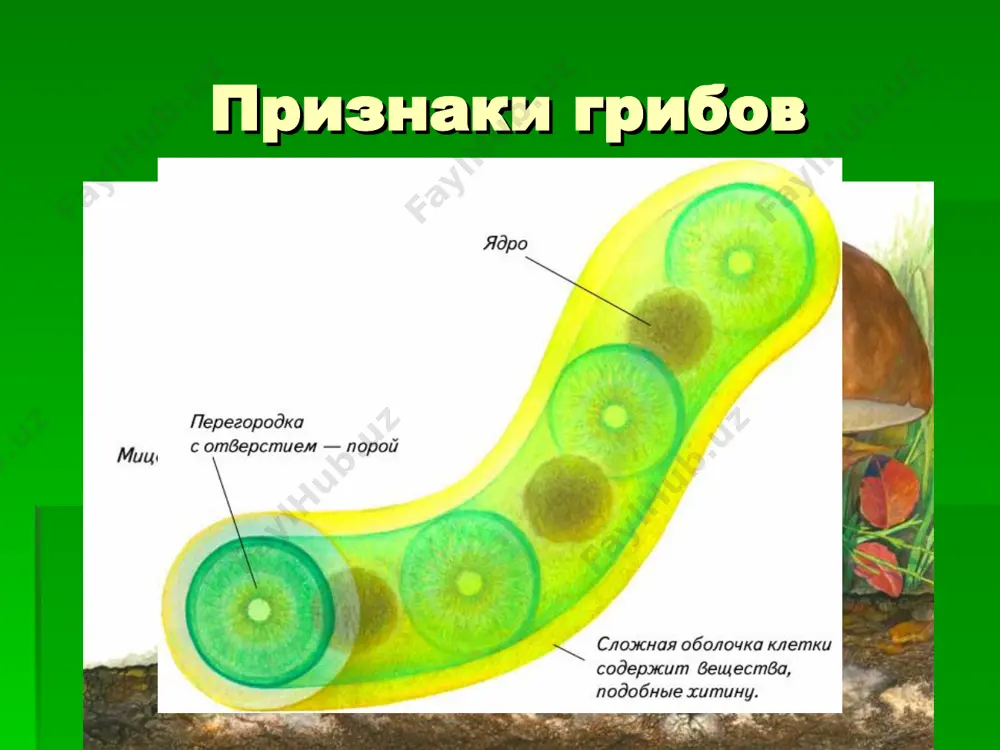 царство грибы - Page 4