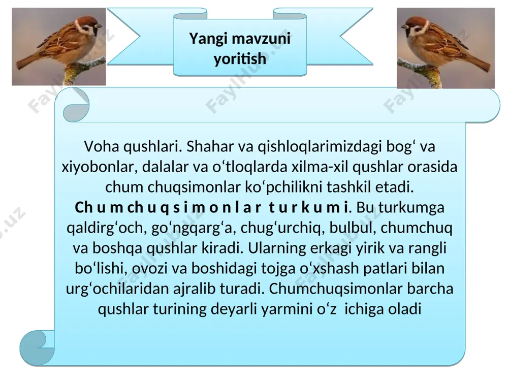 um qo‘yadi. tuxumlarining vazni 1,5 kg ga yetadi. tuxum larni kunduzi urg‘ochisi, kechasi erkagi bosib yotadi.urg‘ochisining patlari qo‘ng‘ir-kulrang tusda bo‘lganidan cho‘l manzarasida uzoqdan ko‘zga tashlanmaydi. erkak tuyaqushning patlari qora bo‘lib, dumi va qanotlarining uchida oq patlar bor. hozirgi vaqtda parrandachilikda tuyaqush boqish yangi yo`nalishlardan biri bo`lib,bugun mamlakatning barcha hududlarida rivojlanmoqda. “straus farm”o`zbekiston-buyuk britaniya qo`shma korxonasida ham mahalliy sharoitda tuyaqush boqish borasida yaxshi tajriba shakllangan. tuyaqushlar emu afrika tuyaqushi tuyaqush fermasi nandu 1. vohalarda qanday qushlar ko‘proq uchraydi? 6.tuyaqushlarning qanday turlarini bilasiz? 3. chumchuqsimonlar qanday foyda keltiradi? 4. cho‘l va dasht qushlari yashash muhitiga qanday moslashgan? uyga vazifa lug‘at daftaringizga yozib oling. chumchuqsimonlar, qaldirg‘och, zog‘cha, olaqarg‘a, go‘ngqarg‘a, chug‘urchuqlar, kaptarlar, tuvaloqlar, afrika tuyaqushi, emu, nandu. jumboqni yeching. 1. nima sababdan to‘rg‘ay, qirg‘ovul, tuvaloq va tuyaqush yerga, chumchuq, mayna va qarg‘alar esa daraxt shoxlariga uya quradi? 2. nima sababdan so‘ngi yillarda qaldirg‘ochlar shaharlarimizda kam uya quradigan bo‘lib qoldi? qushlar nomi bilan ular uchun …
