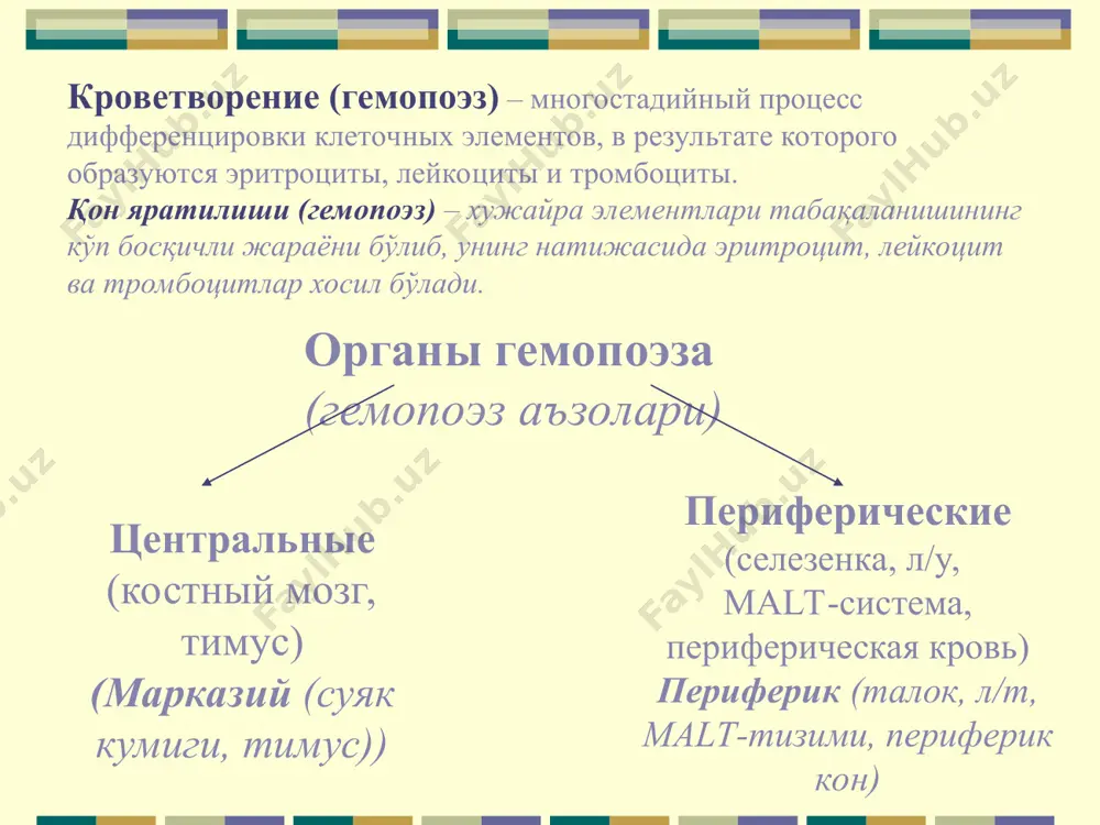 гликаны микромухит хужайралари: эндотелиал хужайралар адвентициал хужайралар ёғ хужайралари (адипоцитлар) фибробластлар остеобластлар остеокластлар хужайрадан ташқари матрикс: ламинин фибронектин гемопектин коллаген тромбосподин гликозоамино- гликанлар в крови взрослого человека в каждый момент находятся: 25х1012/л эритроцитов 3х109/л лейкоцитов 15х1012/л тромбоцитов один мл крови содержит 5 млрд эритроцитов 5 млн лейкоцитов * функции системы микроокружения (микромухит тизимининг вазифалари): поддерживание клеток костного мозга индукция пролиферации и дифференцировки стволовых клеток передача информации о потребностях организма на периферии продукция различных ростовых факторов суяк кўмиги хужайраларини қўллаб туриш ўзак хужайралари пролиферацияси ва табақаланиши индукцияси перифериядаги организм талаблари хақида маълумот бериш турли ўсиш факторларини ишлаб чиқариш кроветворение (кон яратилиши) нормальное кроветворение поликлональное. продолжительность жизни клона не превышает 1месяца. клональный состав кроветворной ткани полностью меняется в течение 1-4 мес., около 10% клонов существует до 6 мес. размер одного клона – менее 0,5–1 млн зрелых клеток. различные гемопоэтические органы заселены разными клонами нормал қон яратилиши поликлоналдир. клоннинг хаёт давомийлиги 1 ойдан …