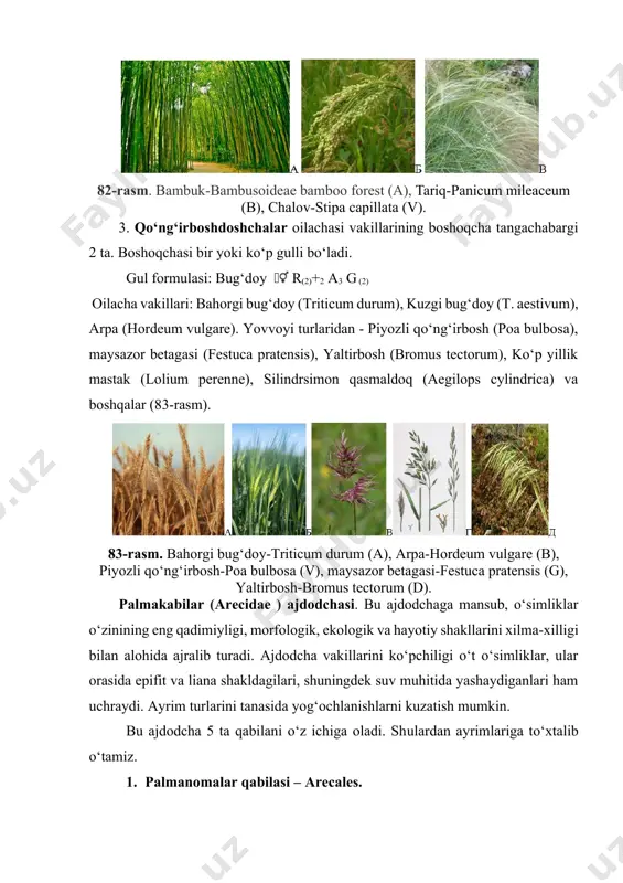 oideae bamboo forest (a), tariq-panicum mileaceum (b), chalov-stipa capillata (v). 3. qo‘ng‘irboshdoshchalar oilachasi vakillarining boshoqcha tangachabargi 2 ta. boshoqchasi bir yoki ko‘p gulli bo‘ladi. gul formulasi: bug‘doy r(2)+2 a3 g (2) oilacha vakillari: bahorgi bug‘doy (triticum durum), kuzgi bug‘doy (t. aestivum), arpa (hordeum vulgare). yovvoyi turlaridan - piyozli qo‘ng‘irbosh (poa bulbosa), maysazor betagasi (festuca pratensis), yaltirbosh (bromus tectorum), ko‘p yillik mastak (lolium perenne), silindrsimon qasmaldoq (aegilops cylindrica) va boshqalar (83-rasm). 83-rasm. bahorgi bug‘doy-triticum durum (a), arpa-hordeum vulgare (b), piyozli qo‘ng‘irbosh-poa bulbosa (v), maysazor betagasi-festuca pratensis (g), yaltirbosh-bromus tectorum (d). palmakabilar (arecidae ) ajdodchasi. bu ajdodchaga mansub, o‘simliklar o‘zinining eng qadimiyligi, morfologik, ekologik va hayotiy shakllarini xilma-xilligi bilan alohida ajralib turadi. ajdodcha vakillarini ko‘pchiligi o‘t o‘simliklar, ular orasida epifit va liana shakldagilari, shuningdek suv muhitida yashaydiganlari ham uchraydi. ayrim turlarini tanasida yog‘ochlanishlarni kuzatish mumkin. bu ajdodcha 5 ta qabilani o‘z ichiga oladi. shulardan ayrimlariga to‘xtalib o‘tamiz. 1. palmanomalar qabilasi – arecales. …
