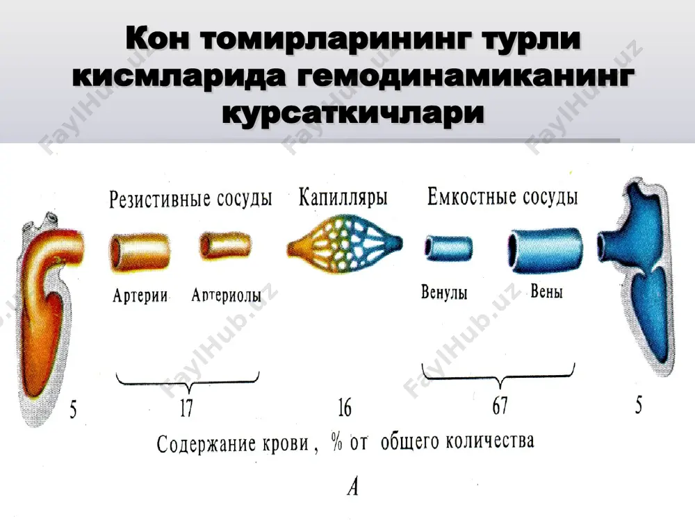 т = - 2 мм hg р фильт а v шишлар хосил килувчи омиллар лимфа окишининг бузилиши капиллярлар деворининг оксиллар учун утказувчанлигини ортиши кон плазмаси оксиллар микдорининг камайиши капиллярлар гидростатик босимининг ортиши (веноз обструкция, томирлар тонусит дисбаланси ёки кон хажмининг юкорилиги) фикнинг диффузионн конуни (диффузияси чегараланган моддалар учун) a м = d (cin - cout ), t бу ерда м-диффузия хажми, d - моддаларнинг диффузион коэффициенти , а – капиллярлар юза майдони, т - мембрана капилляри калинлиги. сin- cout -капиллярлар ичи ва ташки юзасидаги моддалар фарки ёки капиллярларнинг юпка мембранаси учун: м = ps(cin - cout) , бу ерда р - утказувчанлиги, s – юза майдони фикнинг диффузионн конуни (диффузияси чегараланмаган моддалар учун) м = q (ca - cв), бу ерда q – коннинг хажм тезлиги, са - св – моддалар хажмининг артерио-веноз концентрациялар фарки диффузияси кон окишининг хажм тезлигига боглик булган моддалар: метаболитлар ва нутриентлар мочевина ва глюкоза функции …