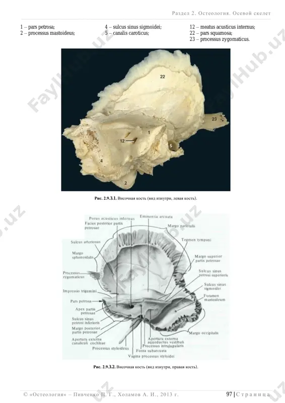 ocessus zygomaticus. ris. 2.9.3.1. visochnaya kost (vid iznutri, levaya kost). ris. 2.9.3.2. visochnaya kost (vid iznutri, pravaya kost). razdel 2 . osteologiya. osevoy skelet ______________________________________________________________________________________________________________________________________________________________________________ 98 | s t r a n i ts a © «osteologiya» – pivchenko p. g., xolamov a. i. , 2013 g . 1 – pars petrosa; 13 – canaliculus mastoideus; 18 – porus acusticus externus; 2 – processus mastoideus; 14 – canaliculus tympanicus; 23 – processus zygomaticus; 3 – incisura mastoidea; 15 – processus styloideus; 24 – fossa mandibularis; 5 – canalis caroticus; 17 – incisura jugularis; 25 – tuberculum articulare; 26 – fissura petrotympanica. ris. 2.9.4. visochnaya kost (vid snizu). ris. 2.9.5. visochnaya kost (vid iznutri). razdel 2 . osteologiya. osevoy skelet ______________________________________________________________________________________________________________________________________________________________________________ © «osteologiya» – pivchenko p. g., xolamov a. i. , 2013 g . 99 | s t r a n i ts a 1 – pars petrosa; 7 – canalis …