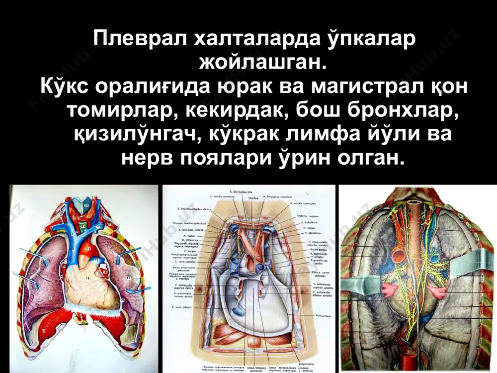 4. suyak usti pardasini qovurg'aning ichki yuzasidan ajratish va qovurg'ani rezektsiya qilish. 5. qovurg'a retraktori yordamida yon qovurg'alar yaqinlashtiriladi va tikiladi. qovurg'alararo muskullar tikiladi. torakoplastika: intraplevral usul. intraplevral torakoplastikada qovurg'alarning kerakli miqdordagi qismlari rezektsiya qilinganidan so'ng empiema bo'shlig'i ochiladi va qalinlashgan plevraning rezektsiyasi amalga oshiriladi. torakoplastika: linberg bo'yicha narvonsimon torakoplastika. beshta qovurg'a rezektsiyasi bilan amalga oshiriladigan tipik cho'qqi torakoplastikasi: 1. kurakni aylanib o'tuvchi kesim orqali yuqorigi qovurg'alarning orqa qismlari ochiladi va v, iv, iii, ii hamda i qovurg'alar suyak usti pardasi kesiladi; 2. empiema ustida uning hajmiga mos ravishda kerakli qovurg'alar rezektsiya qilinadi; 3. ushbu sohadagi yumshoq to'qimalar ketma-ket keluvchi chiziqlar ko'rinishida kesiladi. kavernotomiya: o'pkaning pastki bo'laklari katta abstsessida (bemorning ohir ahvoli va o'pka rezektsiyasiga qarshi ko'rsatma bo'lganda). a v s d o'pkalardagi operatsiyalar: a) o'pka segmentlari; b) o'ng va chap o'pka ildizlari; torakotomiya turlari 1) orqa-yon kesimi; 2) oldingi-yon kesimi. 3) qo'ltiq osti kesimi; 4) qovurg'alararo oraliq bo'yicha oldingi …