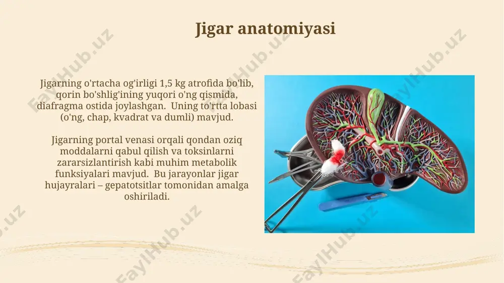 jigar va me'da osti bezi anatomiyasi - Page 3