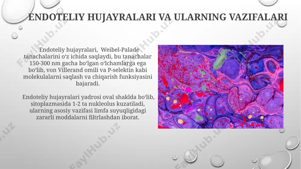 limfa tugunlari.tuzilishi va hujayraviy termini - Page 3