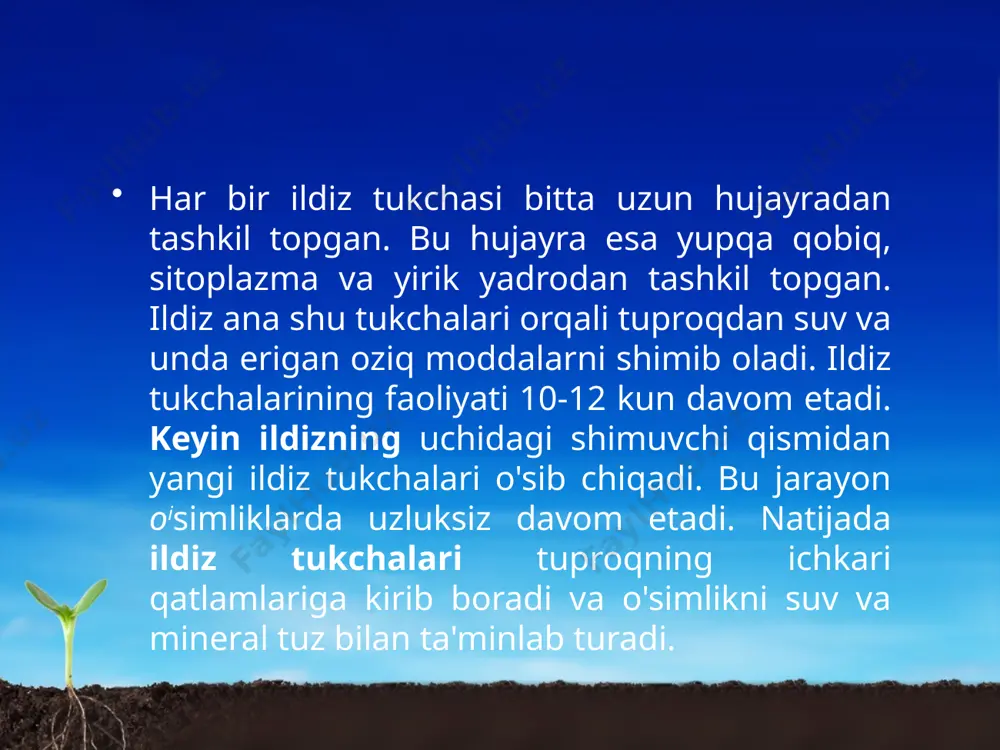 ildizning ichki tuzilishi. 6 - sinf - Page 5