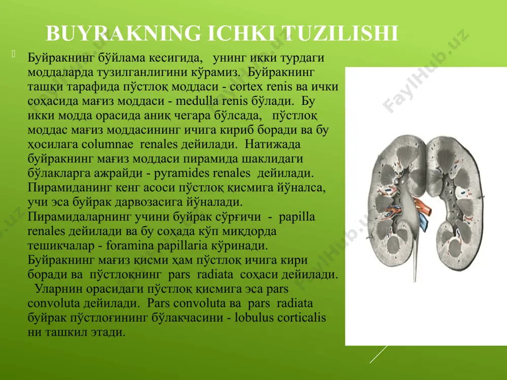 ар жойлашган бўлиб, бу ҳужайралар коптокчага кираётган артериола деворини беркитиб қўйиши мумкун. натижада баъзи нефронлар орқали қон ўтмайди в вақтинча сийдик ажратишда иштироқ этмайди. қон томир деворидаги миоэпителиал ҳужайралар ренин деб аталган, қон босимини оширадиган гармон ишлаб чиқаради. siydik hosil bo’lishining xususiyatlari siydik hosil bo’lishi buyrakning morfo-funksional birligi nefronda filtratsiya, reabsorbsiya va sekretsiya jarayoni natijasida bo’ladi. shumlyanskiybauman kapsulasi, birlamchi buralma naycha, tug’ri naycha va ikkilamchi buralma naychalar birgalikda buyrakning struktur va funksional birligi nefronni tashkil etadi bolalarda siydik hosil qilish va siydik ajratish sistemasining tekshirish usullari, zararlanishi sindromlari va semiotikasi. buyrak kasalliklari bilan og’rigan bemorlar quyidagilardan shikoyat qiladi: tananing yuz qismi, oyoq va qo’llarda ertalabki shishlardan, siydik ajralishini buzilishi(siyishini kamayishi yoki siydik ajramasligi), tez-tez og’riqli siyish, ajratgan siydik miqdorining va rangining o’zgarishidan, teri va shilliq qavati rangining oqarishi, bosh og’rig’i, bel va qorin sohasidagi og’riqlar, behollik, ishtahaning yo’qolishi, ko’ngil aynishi, qusishdan shikoyatlar qilishi mumkin. siydikning rangi so’rab –surishtiriladi.siydikning to’q qizil …