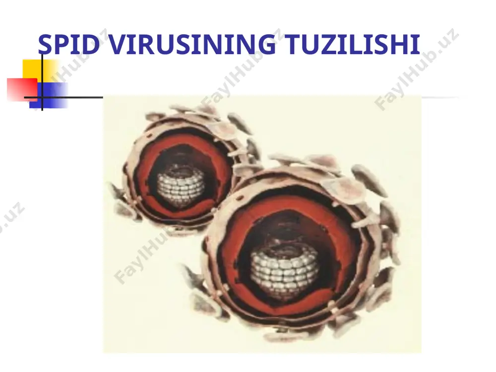 spid virusining tuzilishi - Page 5