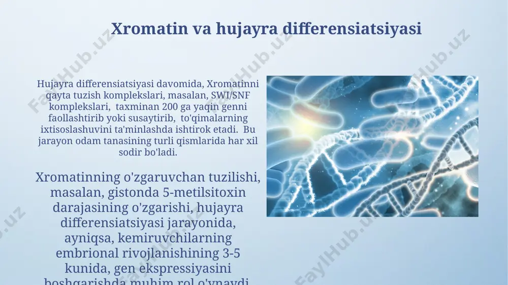 illardan tashkil topgan murakkab kompleks boʻlib, inson genomining taxminan 2 metr uzunlikdagi dnk molekulasini atigi 10 mikrometr diametrli yadro ichiga ixcham tarzda joylashtiradi. xromatinni modifikatsiyasi xromatin modifikatsiyasi dnkning 147 ta nukleotid juftligini o'z ichiga olgan nukleosomalar hosil qilish orqali, gistonga bog'lanish orqali amalga oshiriladi, bu esa gen ekspressiyasini tartibga solishda muhim rol o'ynaydi. xromatin modifikatsiyasi, masalan, giston asetilatsiyasi yoki metillashi kabi kimyoviy o'zgarishlar orqali amalga oshiriladi. bu jarayonlar genlar faolligini o'zgartirib, hujayra funksiyalarining 80% dan ortig'ini tartibga soladi. misol uchun, giston deasetilazalar inhibisitorlari saraton hujayralari davolanishida ishlatiladi. dnk ta'miri va xromatin giston oqsillari modifikatsiyasi, xususan, 5-metilsitosin darajasining o'zgarishi, dnk ta'mirlash yo'llarini, jumladan, bazalarni eksisiya qilish yo'lini (ner) faollashtirishi yoki susaytirishi mumkin, bu esa tokio universiteti tadqiqotlarida tasdiqlangan. dnk ta'mirlash jarayonida xromatinning strukturaviy o'zgarishlari, masalan, nukleosomalar holatidagi o'zgarishlar, ta'mirlash mexanizmlarining 30% gacha samaradorligiga ta'sir ko'rsatishi mumkin, bu esa hujayra yadrosi darajasida sodir bo'ladi. evxromatin va geteroxromatin geteroxromatin zichroq joylashgan va transkripsiyaga …