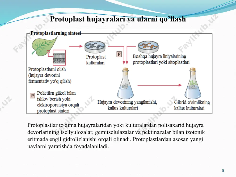 foydalanish. mikroin'ektsiya organizmlarni klonlashda, hujayra biologiyasi va viruslarni o'rganishda va intrasitoplazmatik sperma in'ektsiyasi orqali erkaklar bepushtligini davolashda ham qo'llanilishi mumkin. transfektsiya - bu nuklein kislotani eukaryotik hujayralarga virusli bo'lmagan usul bilan kiritish jarayonidir. prokaryotlarga nisbatan xuddi shunday jarayon transformatsiya deb ataladi. transfektsiya odatda plazma membranasida hujayradan tashqari moddaning hujayra ichiga kirishi mumkin bo'lgan teshiklarning shakllanishini o'z ichiga oladi. dnk yoki rnk kabi genetik material, shuningdek, antitanalar kabi oqsillar transfektsiyasi mumkin. transfeksiya uchun ko'pincha kuchli elektr maydoni (elektroporatsiya) yoki elektrostatik zaryadlangan lipidlar qo'llaniladi, ular liposomalarni, plazma membranasi bilan birlashadigan tuzilmalarni hosil qiladi va ulardagi materialni hujayra ichiga chiqaradi. 18 19 ushbu qurilma deyarli har qanday turdagi hujayralarni o'zgartirishga qodir va yadroning o'zgarishi bilan chegaralanmaydi; u shuningdek, organellalarni, shu jumladan o'zgartirishi mumkin plastidlar va mitoxondriya. ekzogen dnkni hujayralarga etkazish uchun gen qurolidan foydalaniladi. ushbu usul "biolistika" deb nomlanadi. gen qurollari ko'pchilik hujayralarda samarali ishlatilishi mumkin, ammo asosan o'simlik hujayralarida qo'llaniladi. 1-qadam gen …