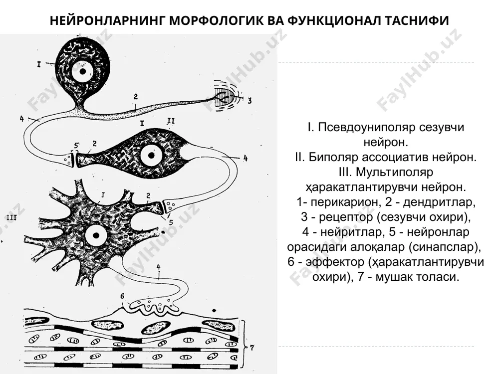 а миянинг орқа қобиғидаги сезувчи нейронларнинг нейритлари, 6 – орқа мия рецептор нерв оҳирлари. а – эркин нерв оҳирлари (оғриқ), б – мейснер таначалари (таъсир этиш), в - краузе колбаси (совуқ), г – фатер-пачини таначалари (босим), д – руффини таначалари (иссиқлик). капсулланган сезувчи нерв оҳири (мейснер таначалари) эпидермис дерманинг сўрғичи леммоцитлар мейснер таначалари капсуланинг ҳужайралари сийрак бириктирувчи тўқима. нерв толаси сезувчи капсулланган нерв оҳирининг ультраструктура (схемаси) (б – мейснер таначаси). 1 – капсула, 2 – махсус ҳужайралар, 3 – нерв терминаллари, 4 – миелинли нерв толаси, 5 – таянч (тиркаб турувчи) фибриллалар, 6 – эпителий. ошқозон ости безидаги ноэркин капсулланган нерв оҳири (фатер-пачини таначаси). 2 – бириктирувчи тўқима, 3 – безнинг секретор бўлими, 4 – миелинли нерв толаси, 5 – дендритнинг оҳирги терминаллари, 6 – қон томир, 7 – ички колба, 8 – ташқи колба, 9 – капсула. капсулланган нерв оҳирларининг ультраструктураси: а – пластинкасимон танача: 1 – қаватли капсула, …